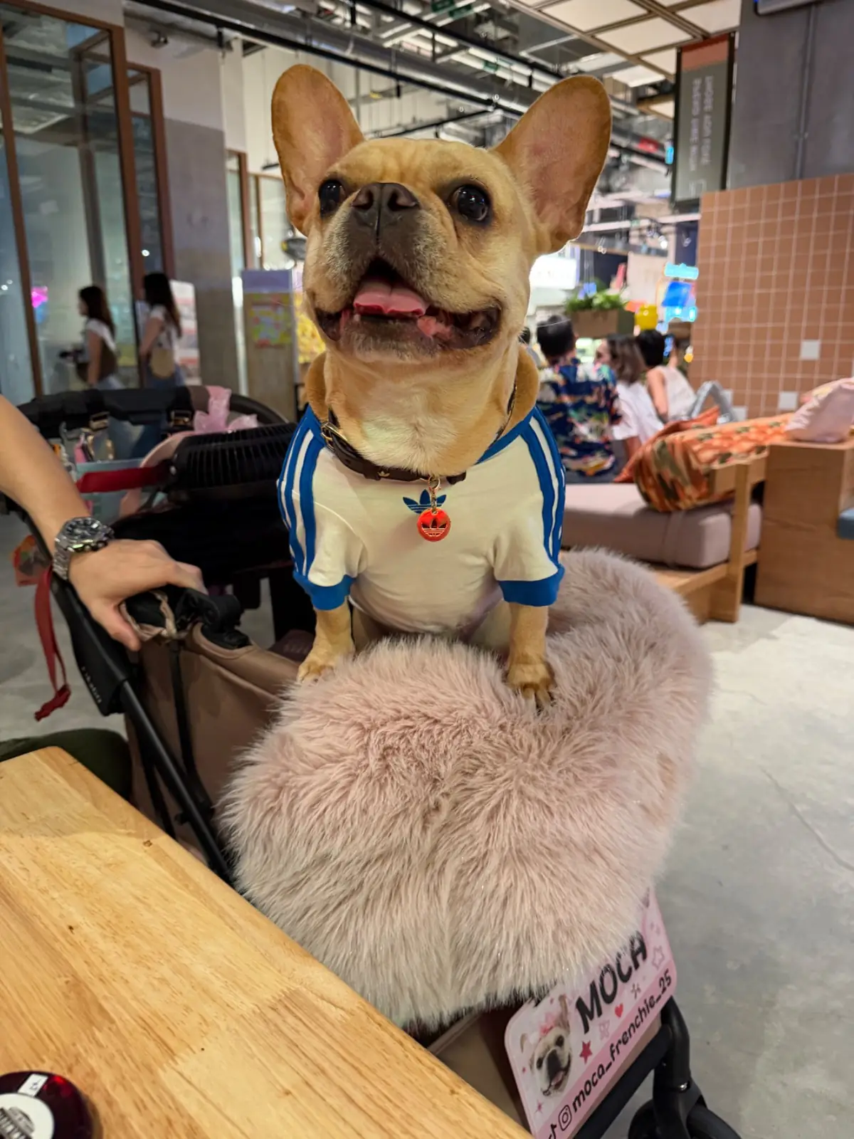 Fowlmouth - Mahatun Ploenchit pets image 1