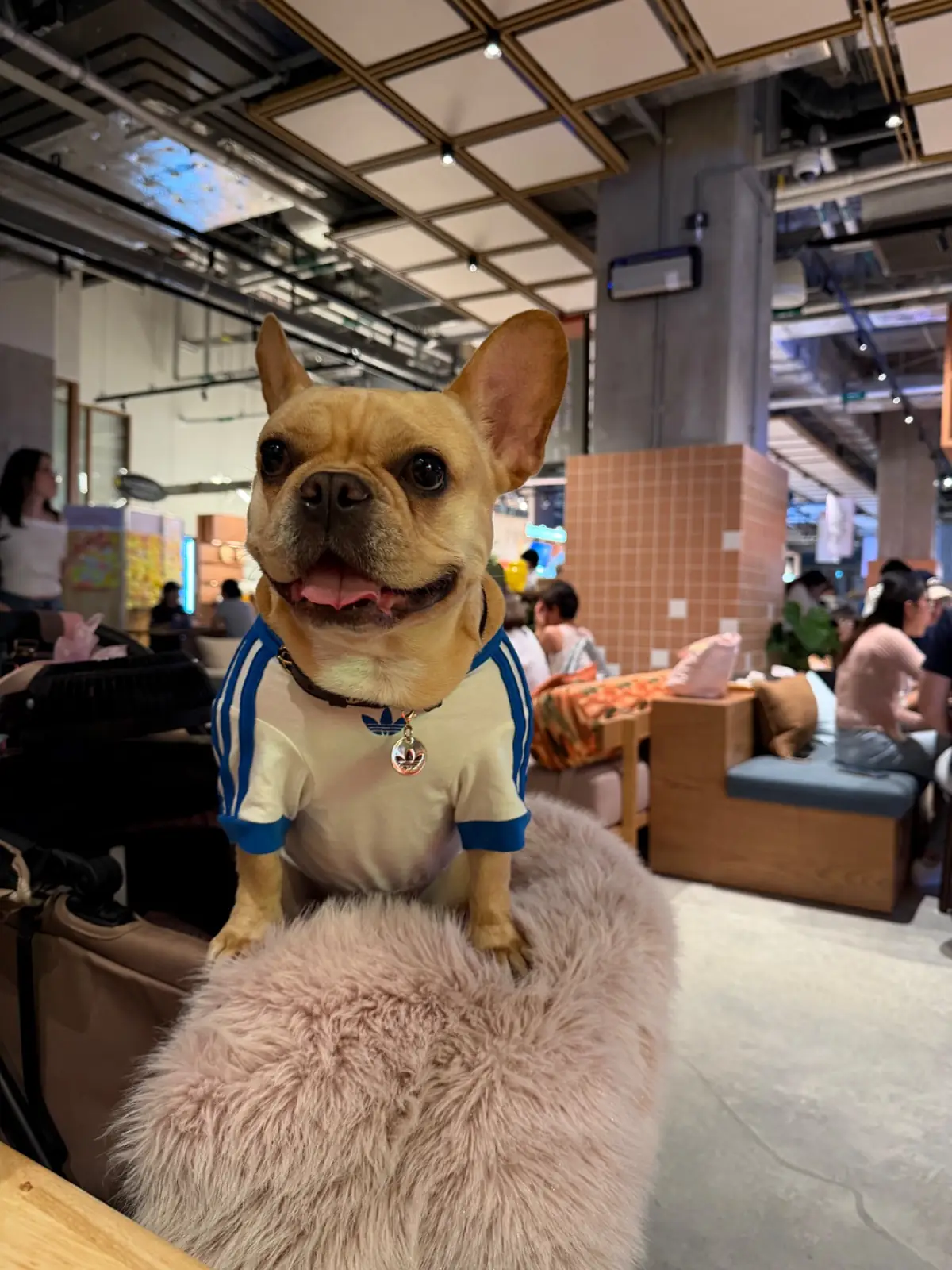 Fowlmouth - Mahatun Ploenchit pets image 2