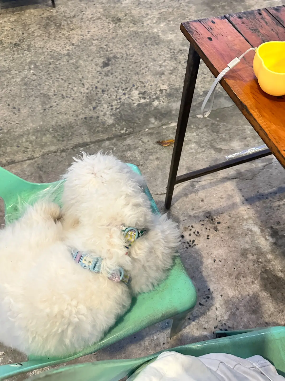 ห้วยปรือหมูกระทะ pets image 1