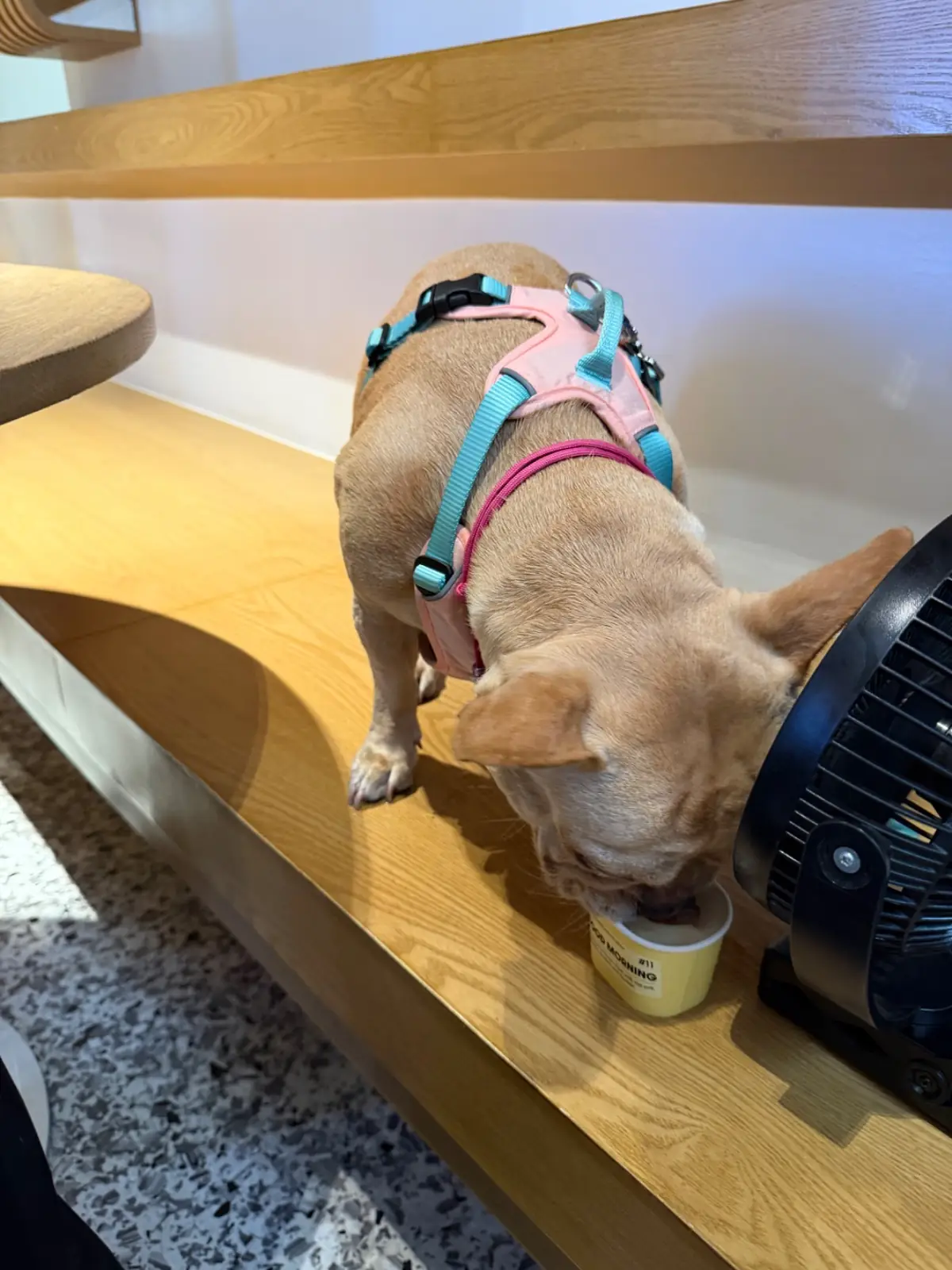 Bite and Bond pets image 2