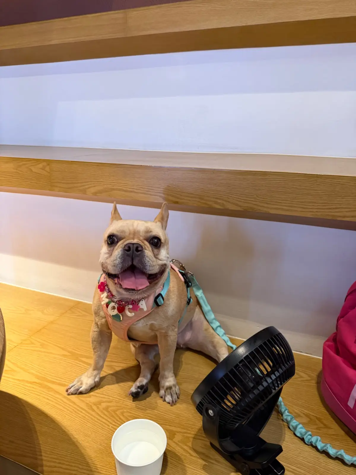 Bite and Bond pets image 4