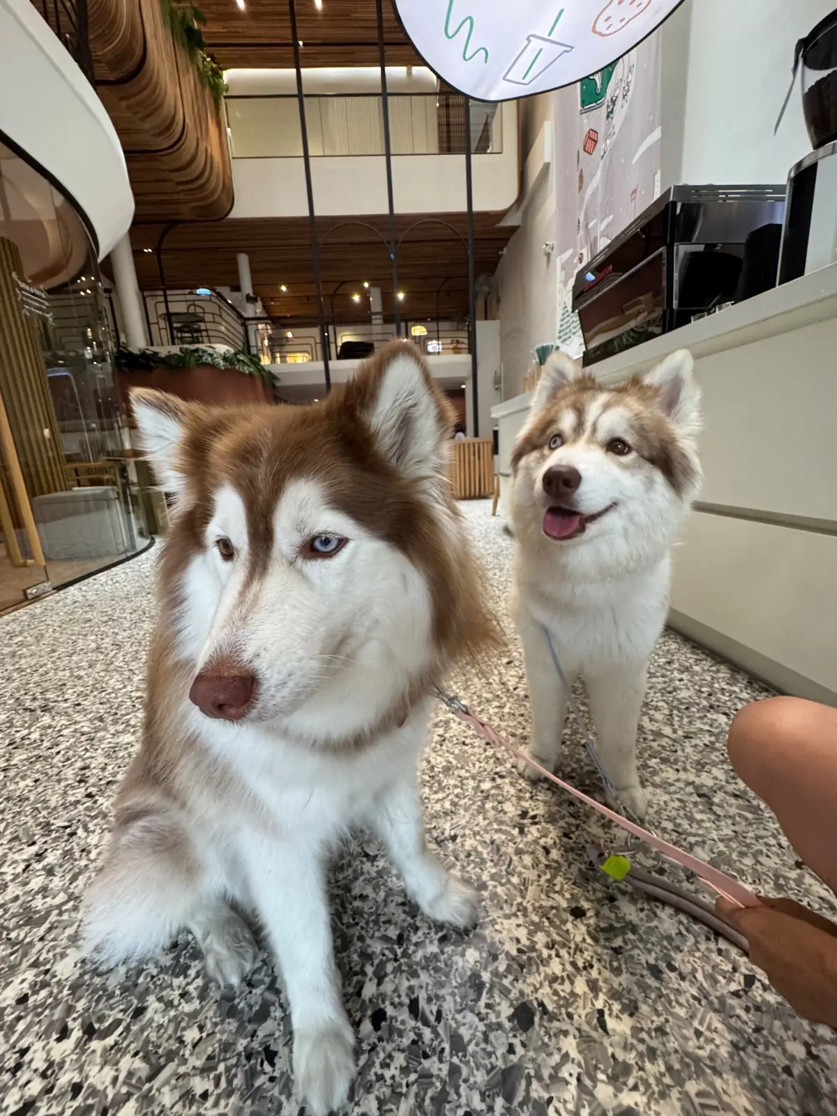 Bite and Bond pets image 10
