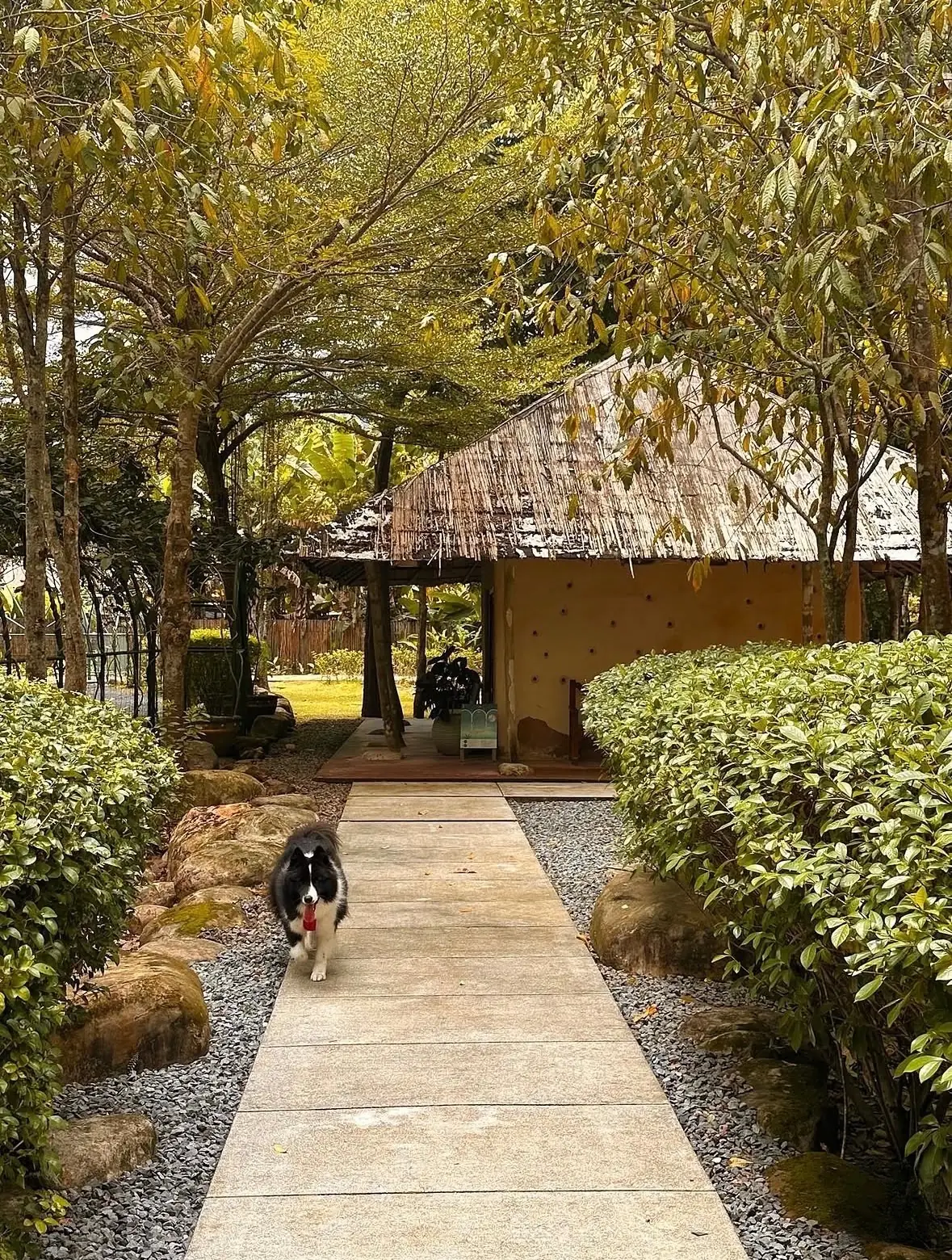 เนินหอม คาเฟ่ pets image 2