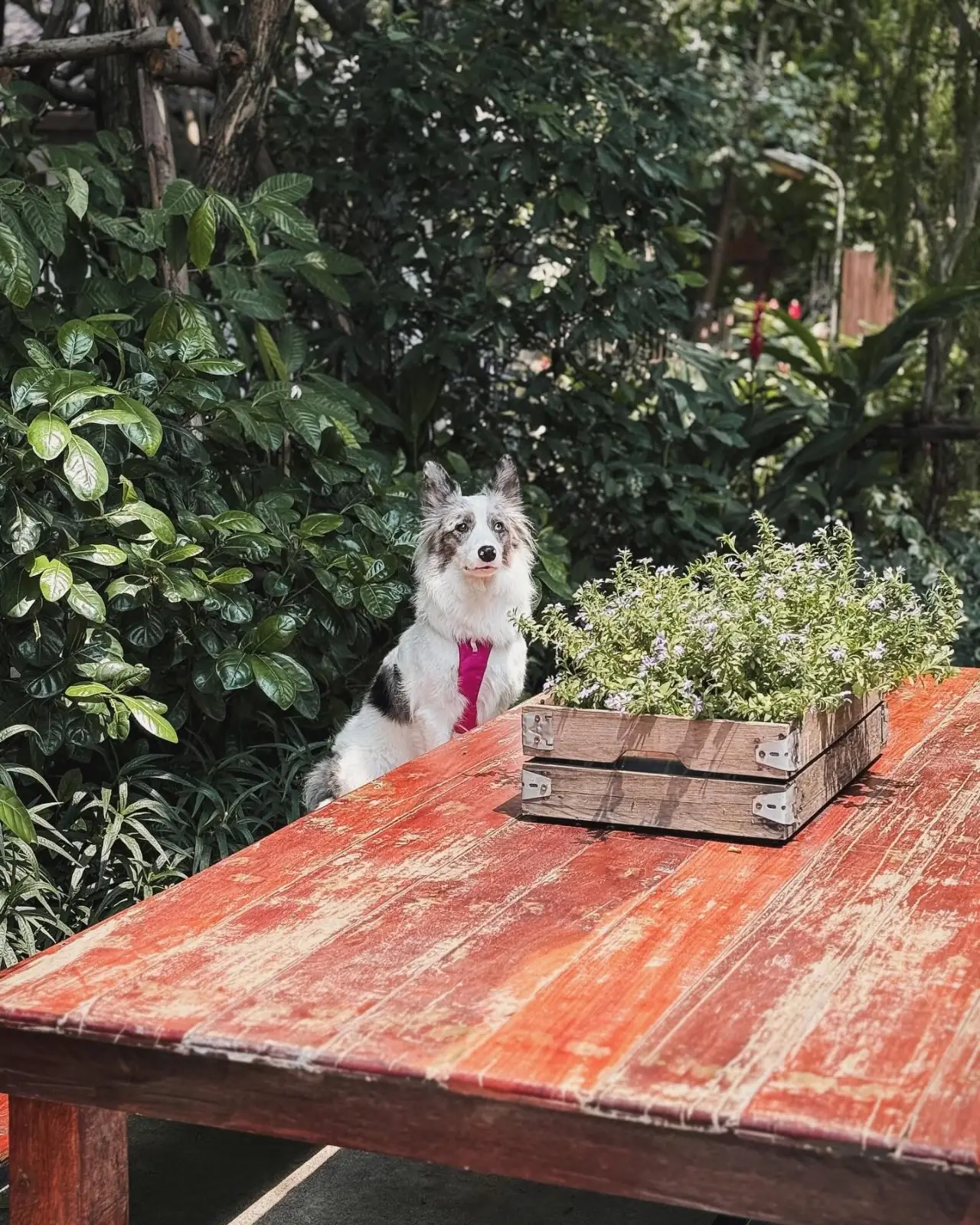 Tavy's Home pets image 2