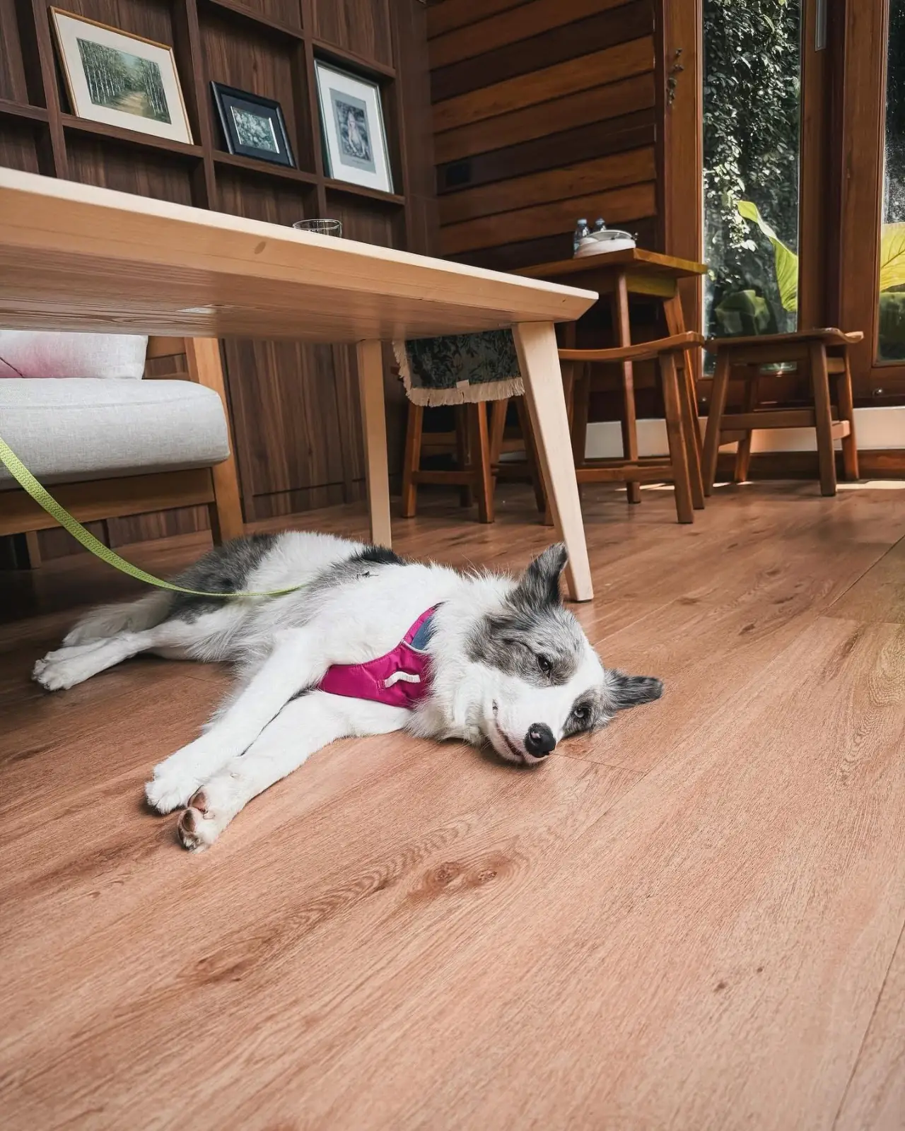 Tavy's Home pets image 3