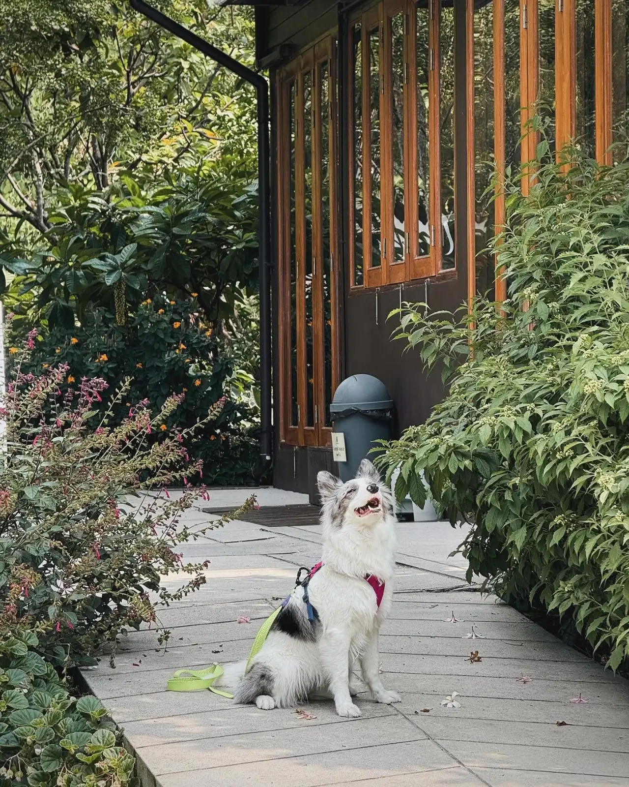 Tavy's Home pets image 1