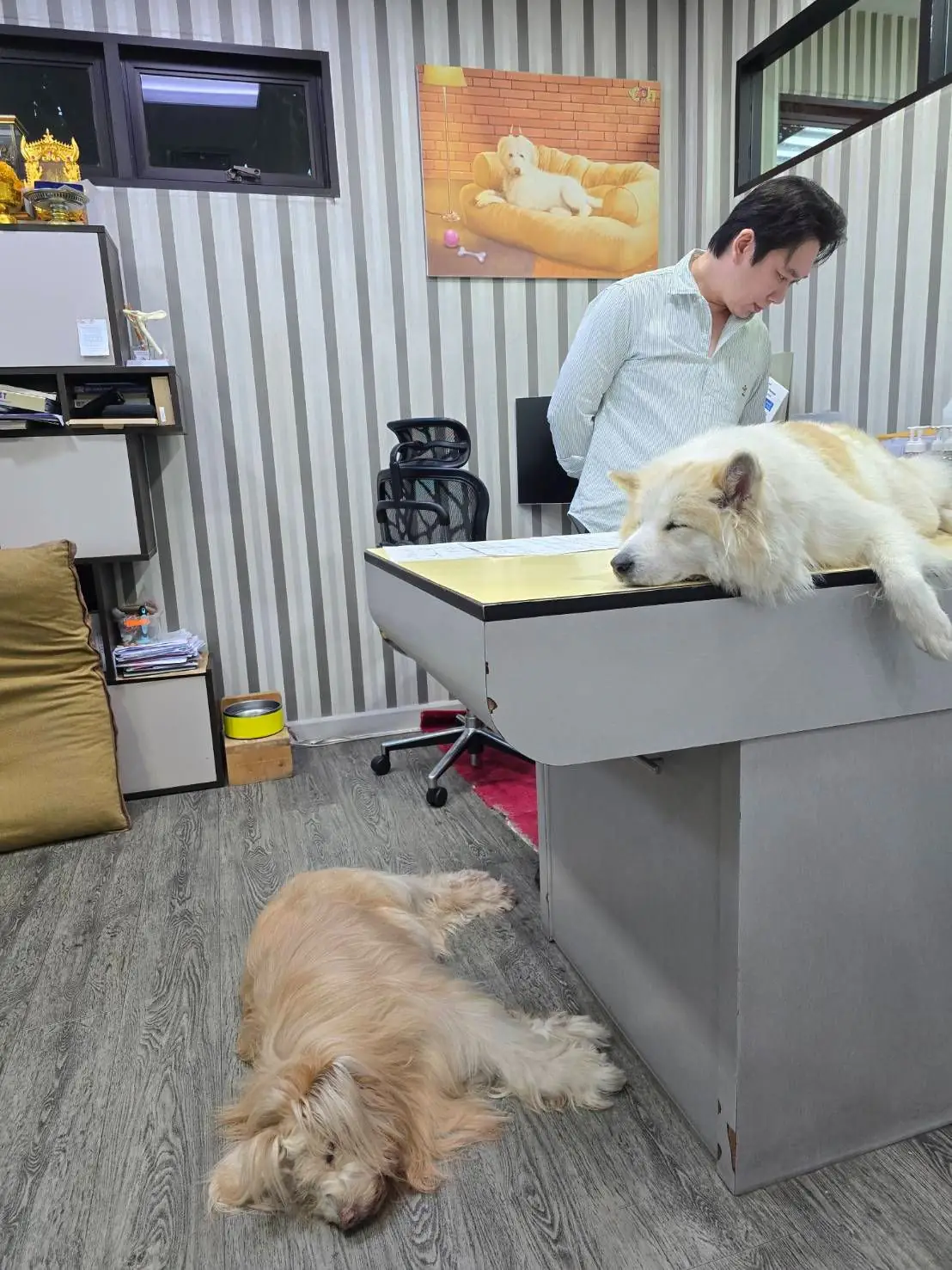 Crystal Pet Hospital overall image 1