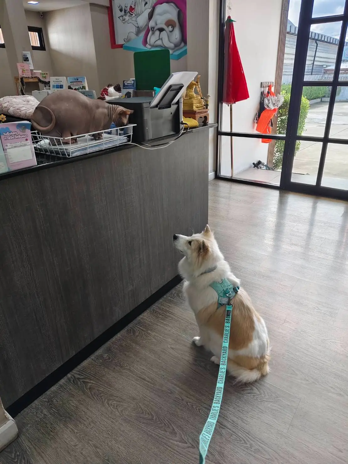 Crystal Pet Hospital overall image 2