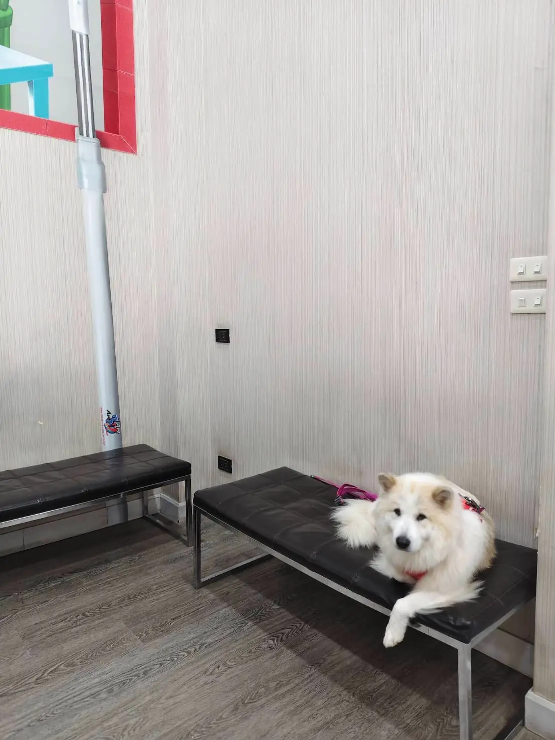 Crystal Pet Hospital pets image 5