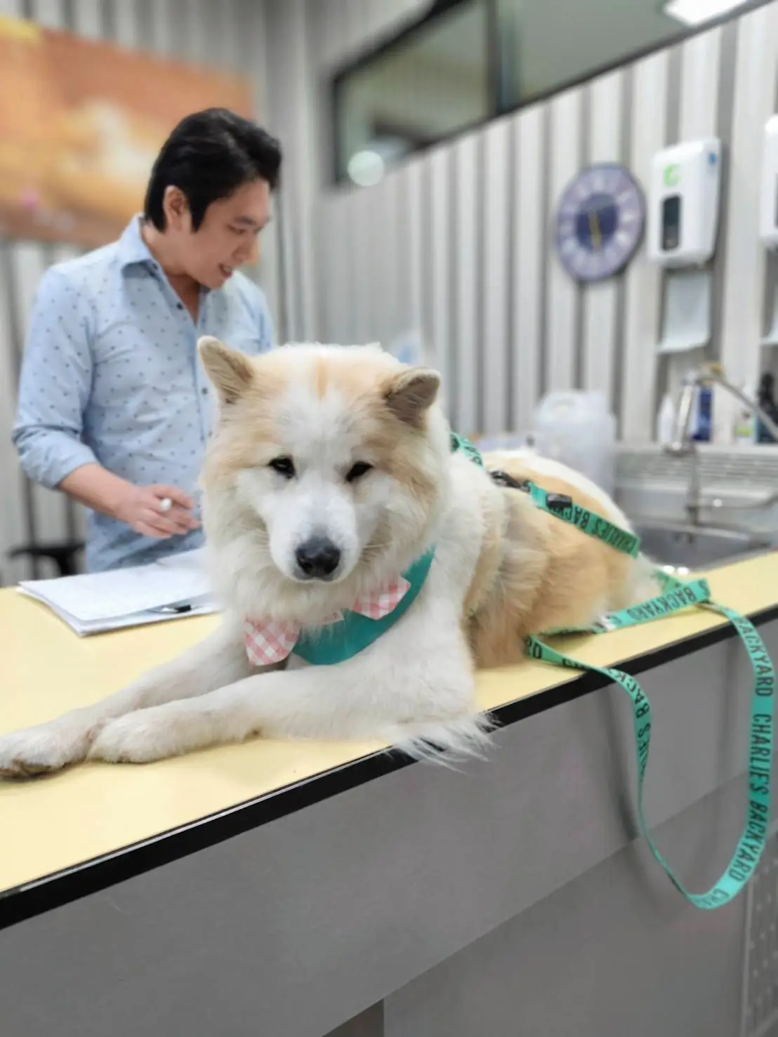 Crystal Pet Hospital pets image 2
