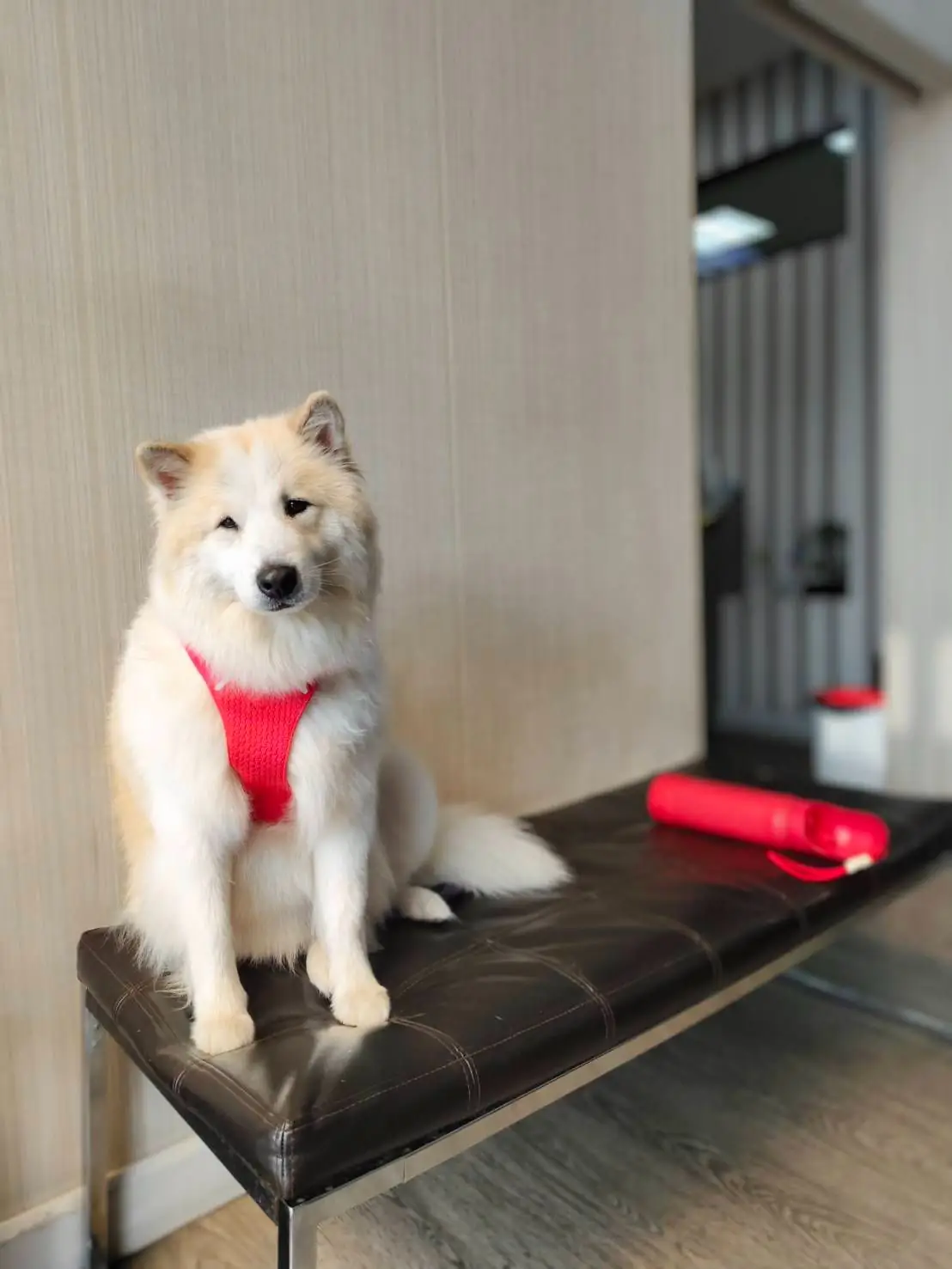 Crystal Pet Hospital pets image 1