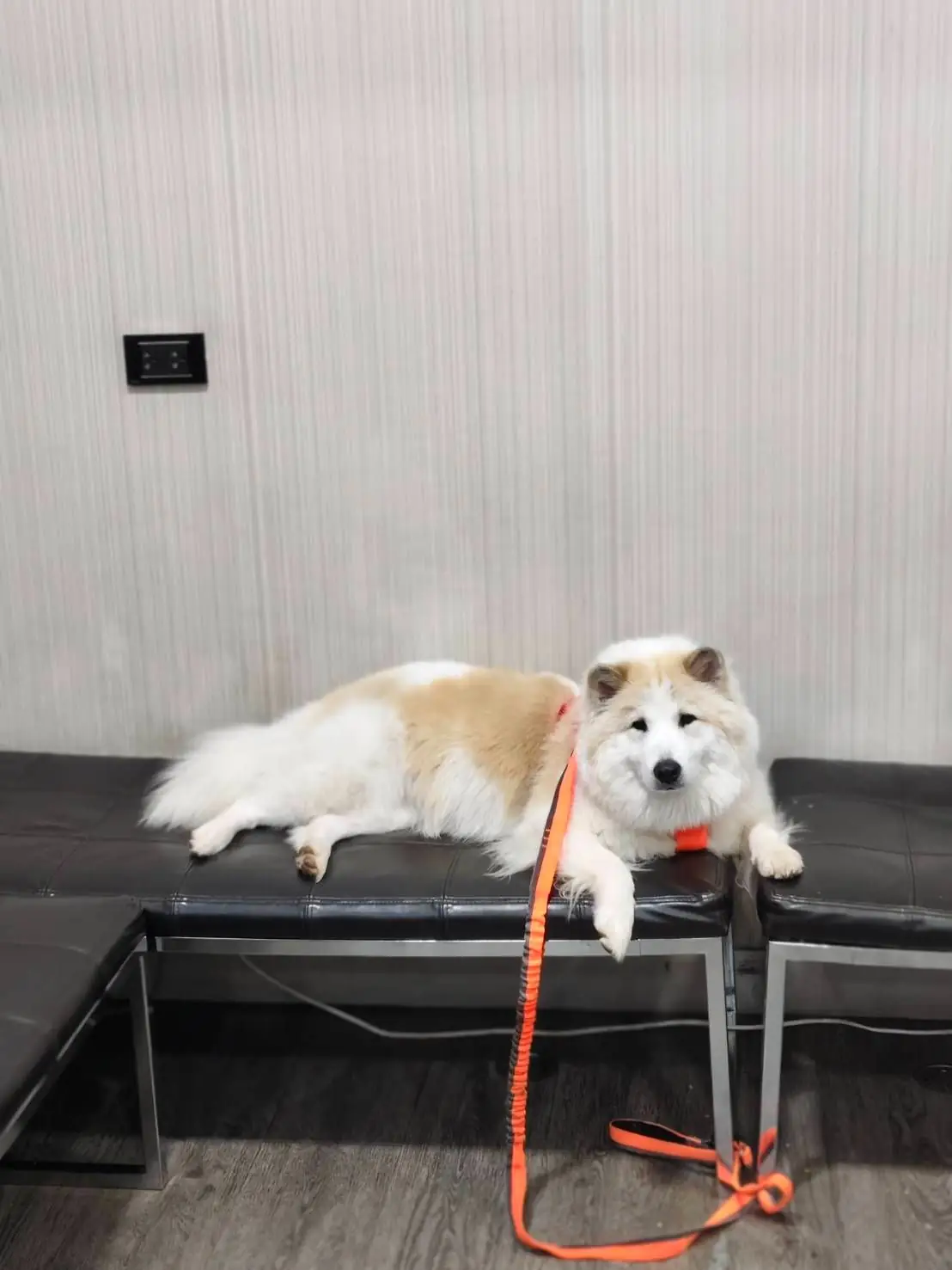 Crystal Pet Hospital pets image 3