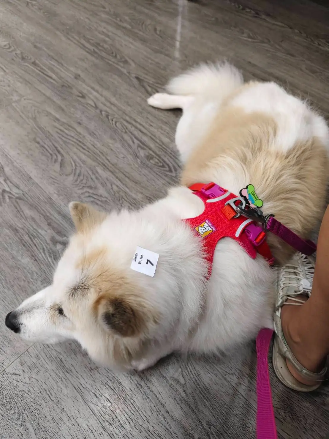 Crystal Pet Hospital pets image 4