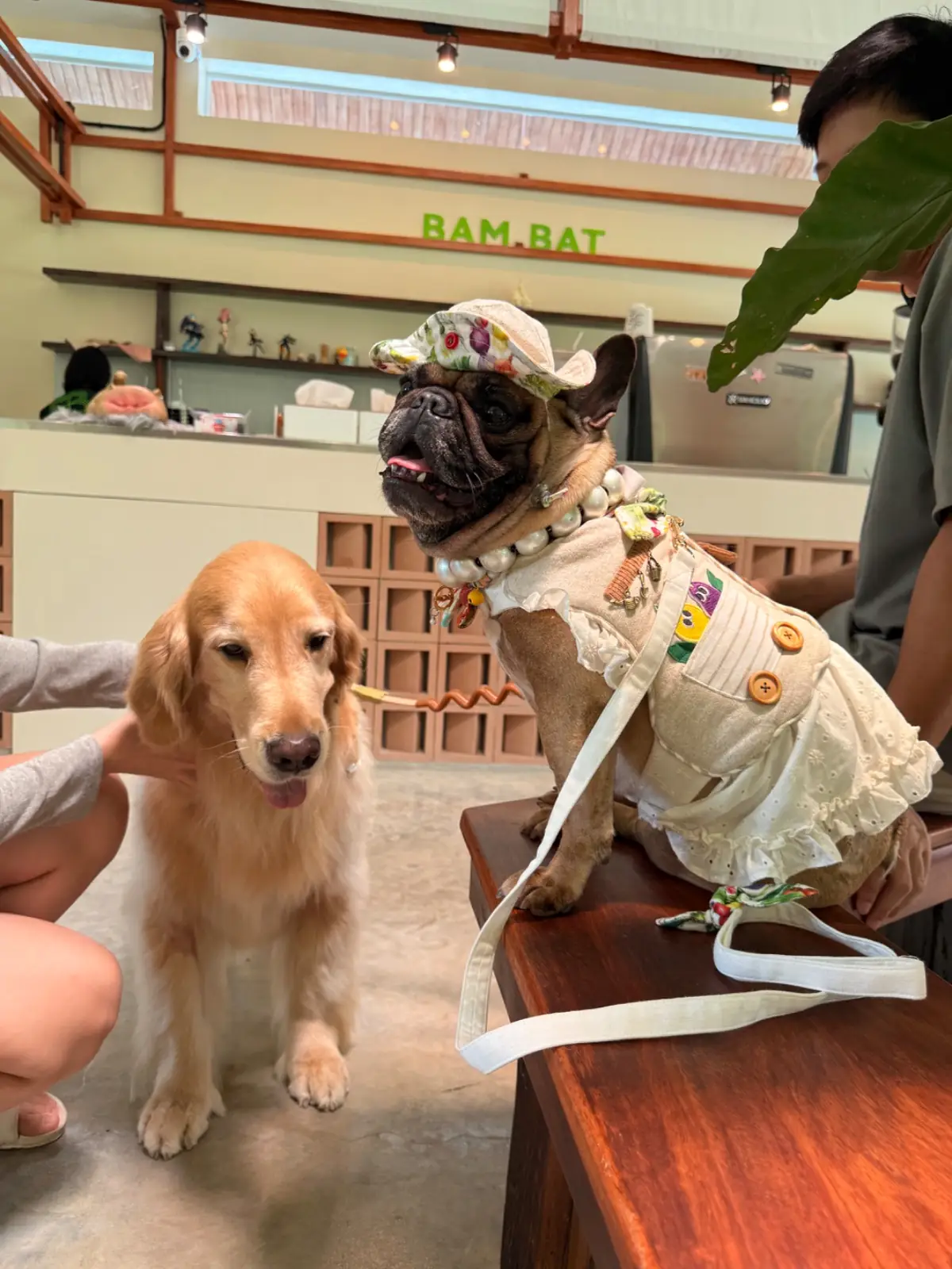 Bambat.Cafe - Khaoyai pets image 1