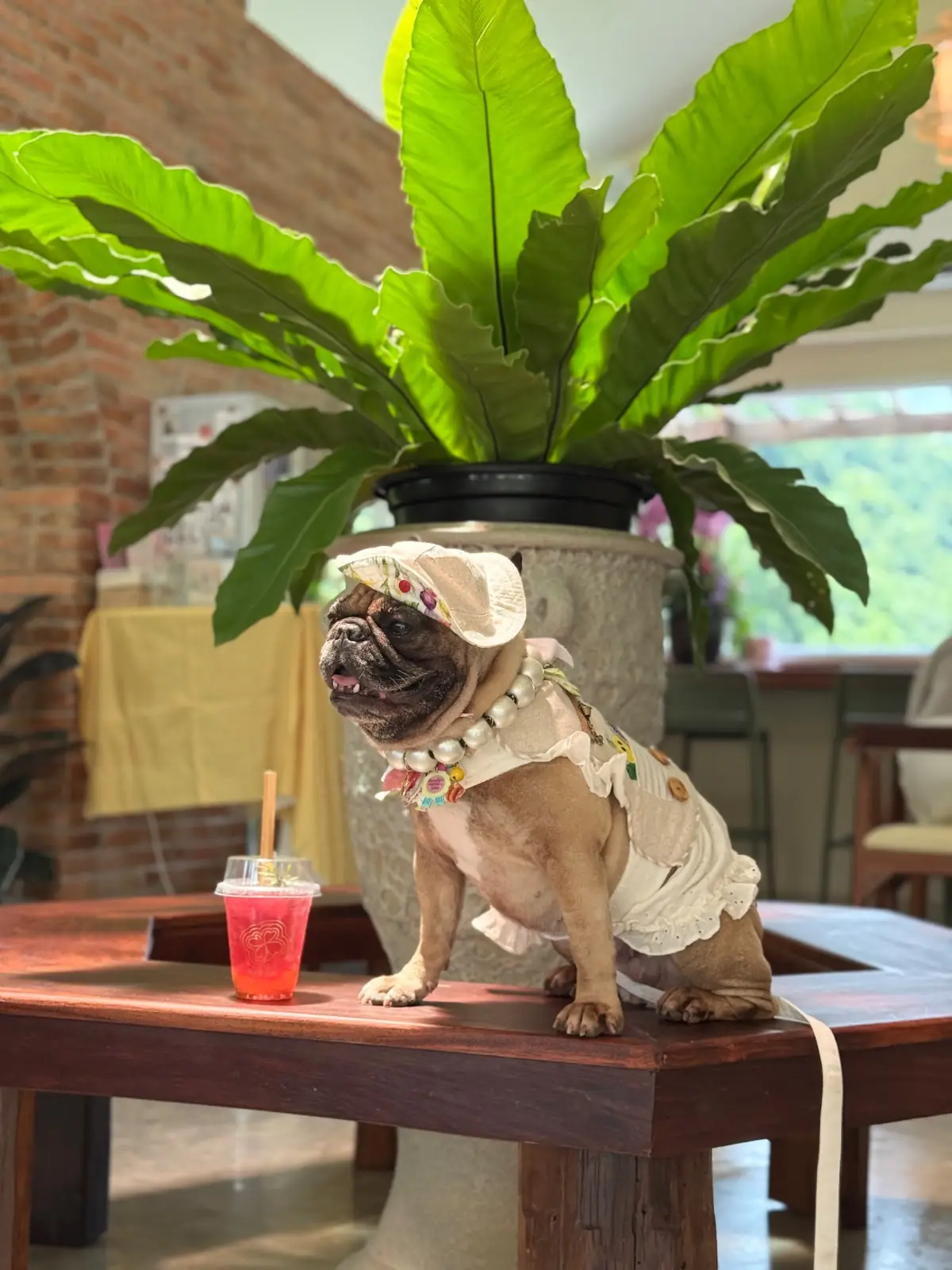 Bambat.Cafe - Khaoyai pets image 3