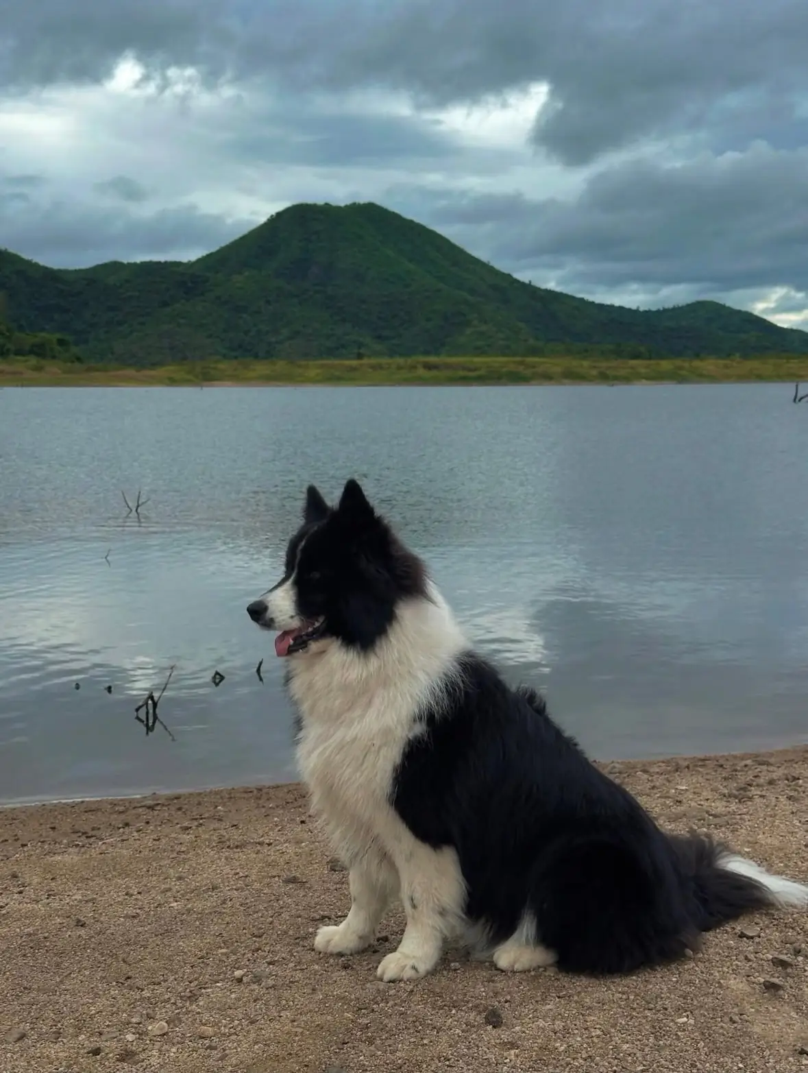 มะหาด-ไทธารา Mahad-Thaitara pets image 1