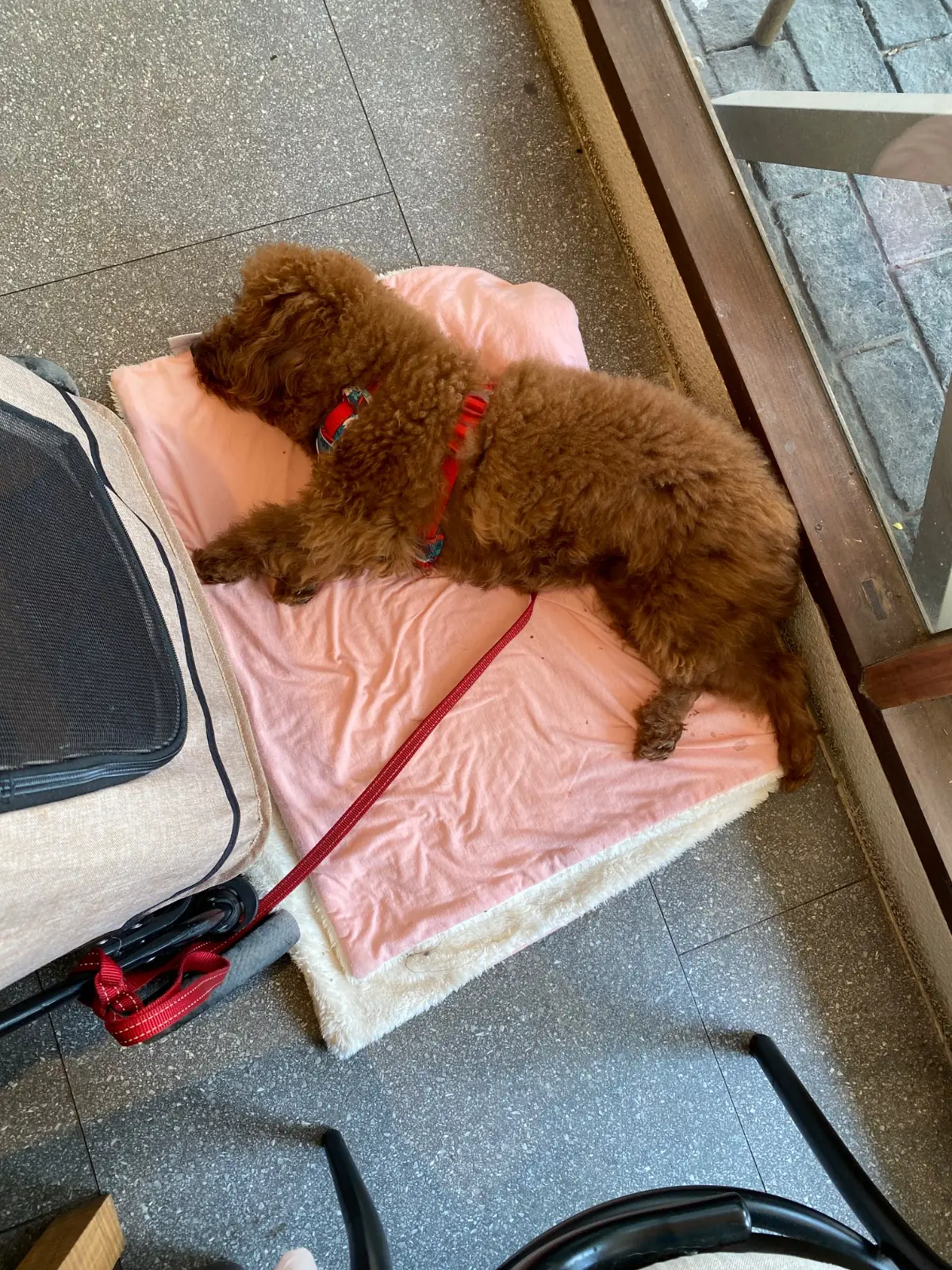 Buun Khaoyai pets image 1