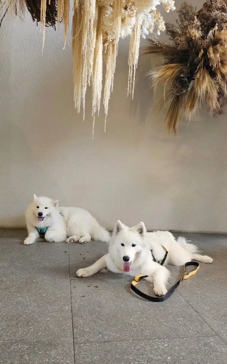 Buun Khaoyai pets image 2