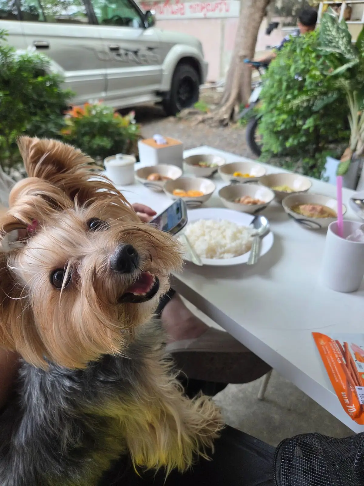โก๋แดง แกงสิบบาท pets image 1