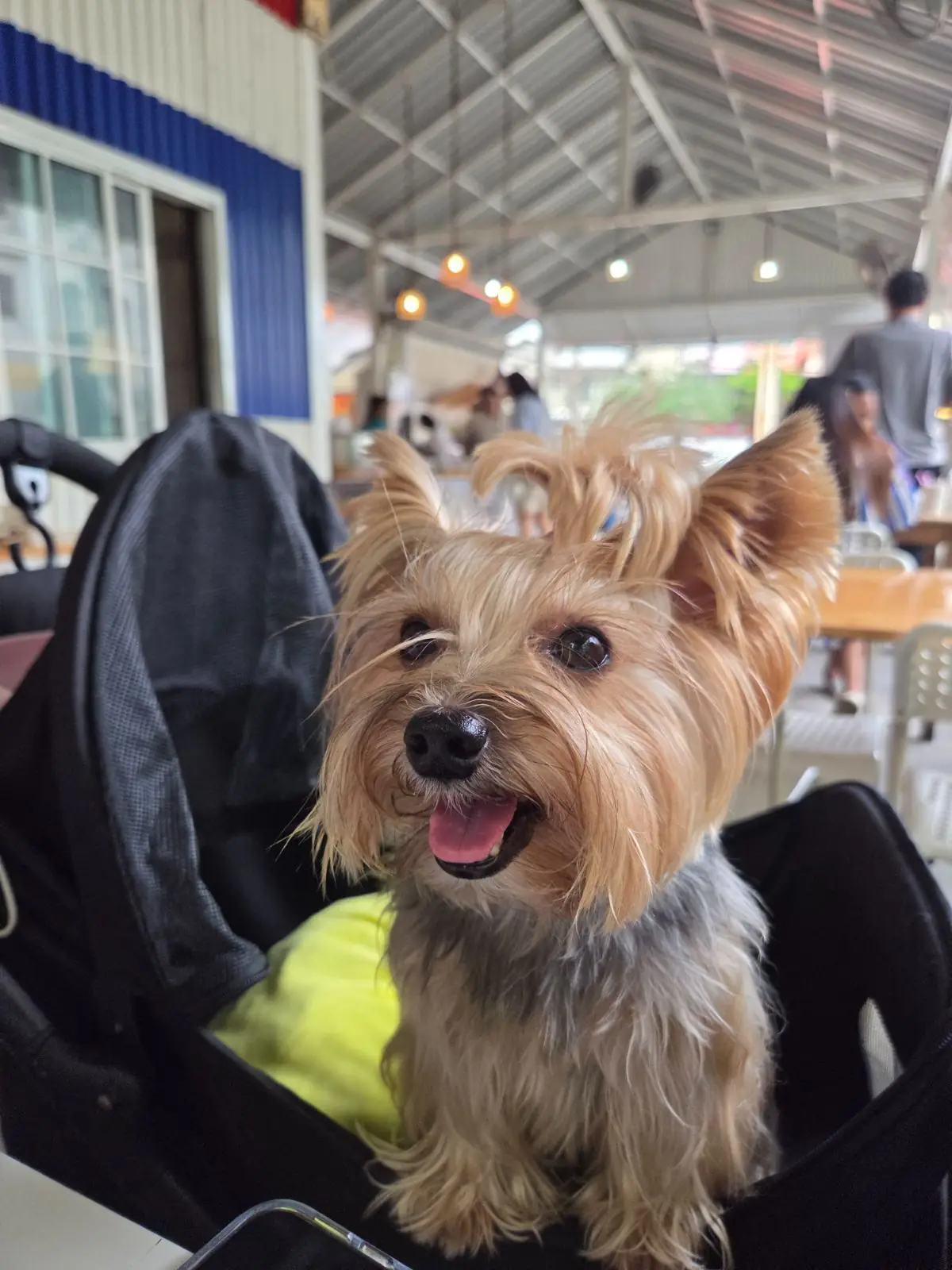โก๋แดง แกงสิบบาท pets image 2