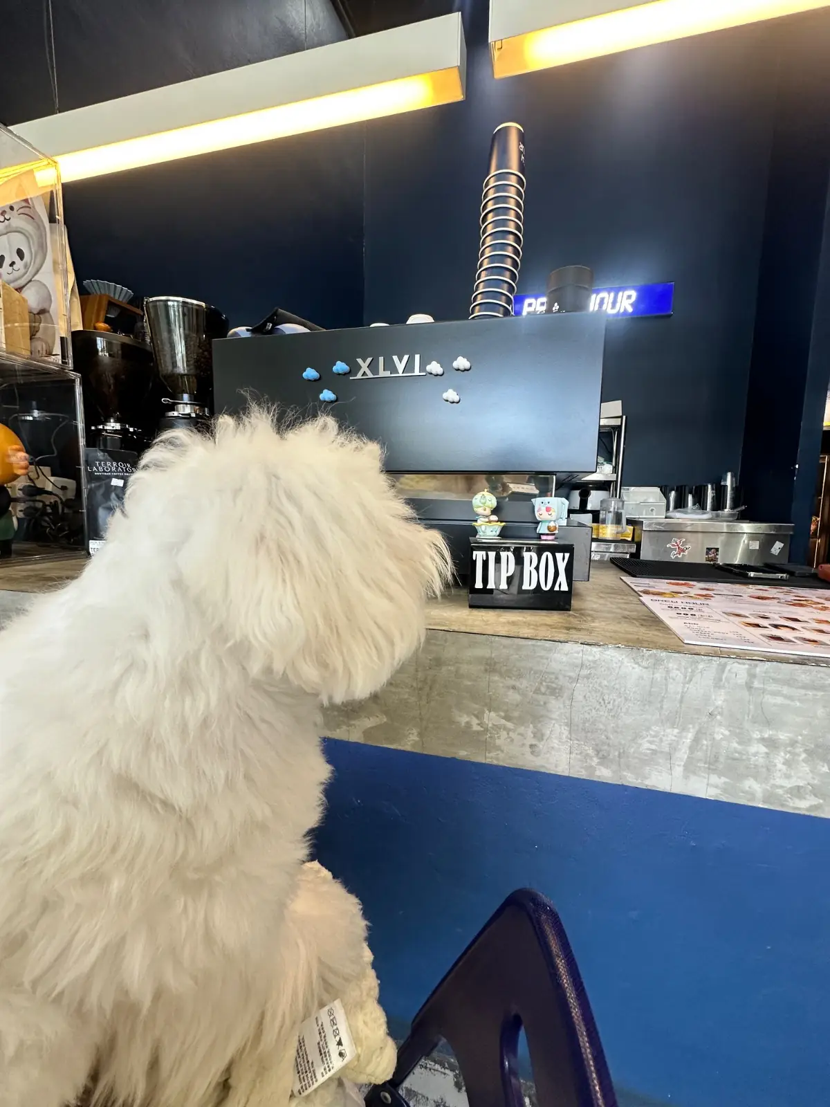 BREW HOUR COFFEE pets image 4