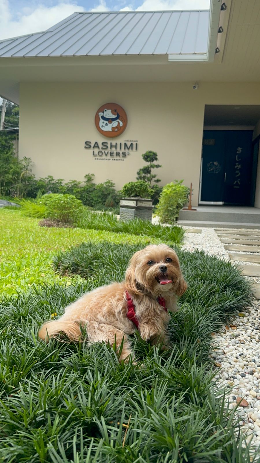 Chong Matcha pets image 2