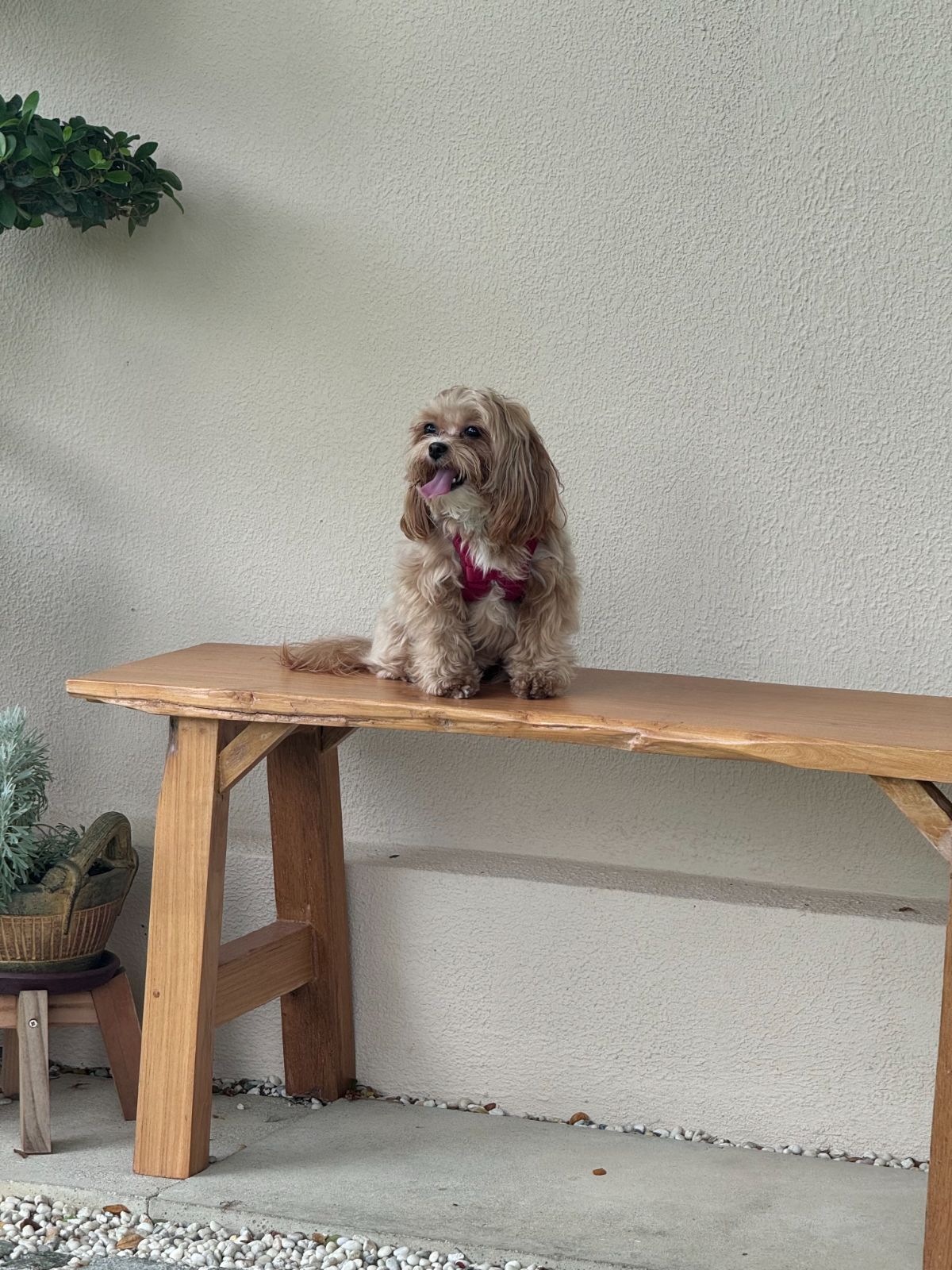 Chong Matcha pets image 1