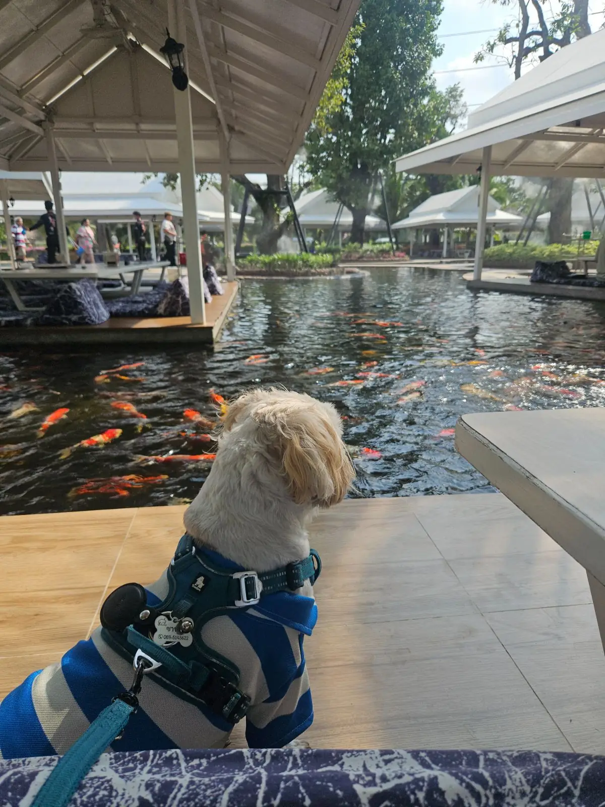 Pa Boon Cafe 6 Rayong pets image 1