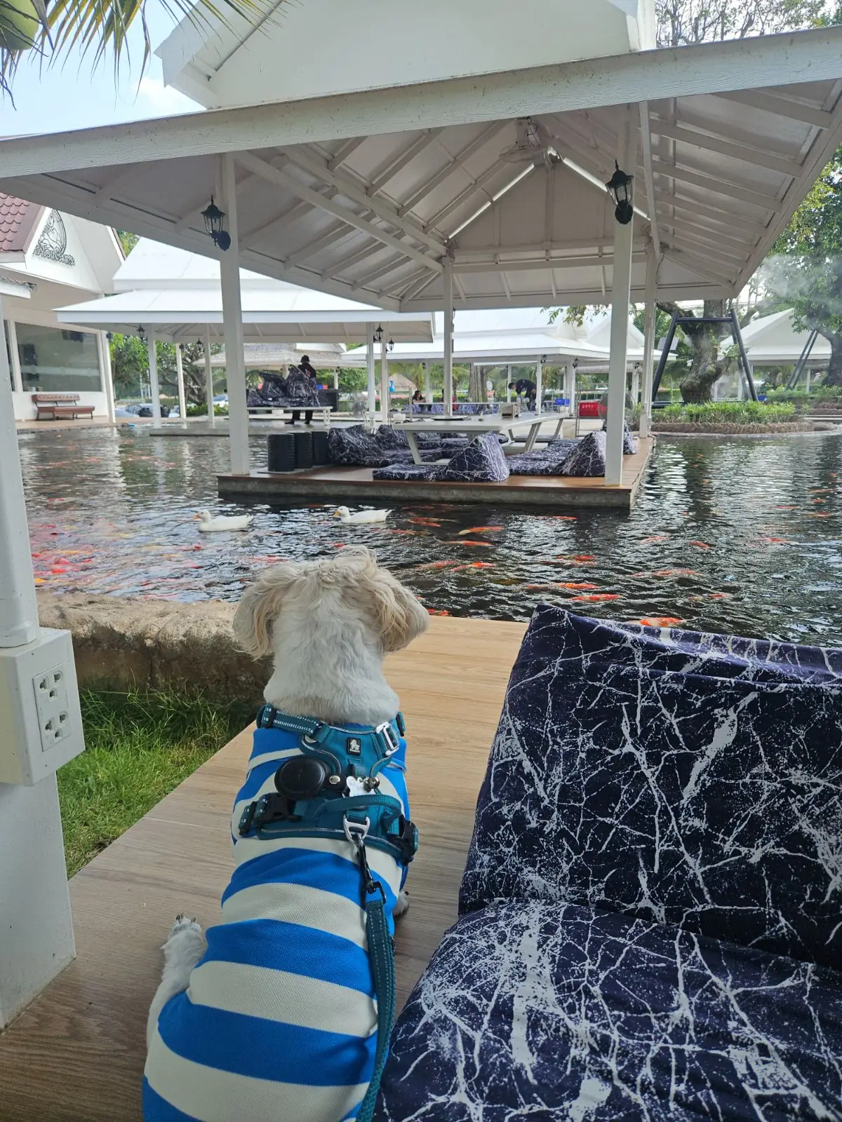 Pa Boon Cafe 6 Rayong pets image 2