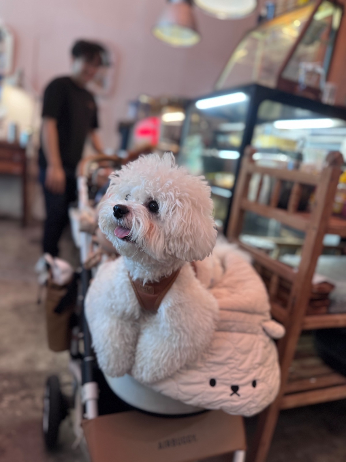 Mana Craft pets image 1