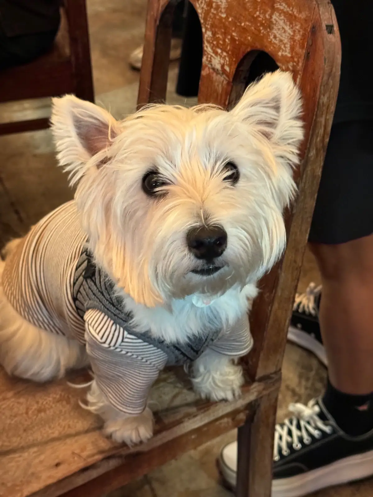 Mana Craft pets image 4