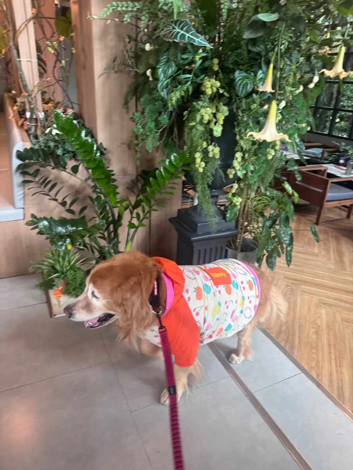 Toplofty Cafe pets image 8