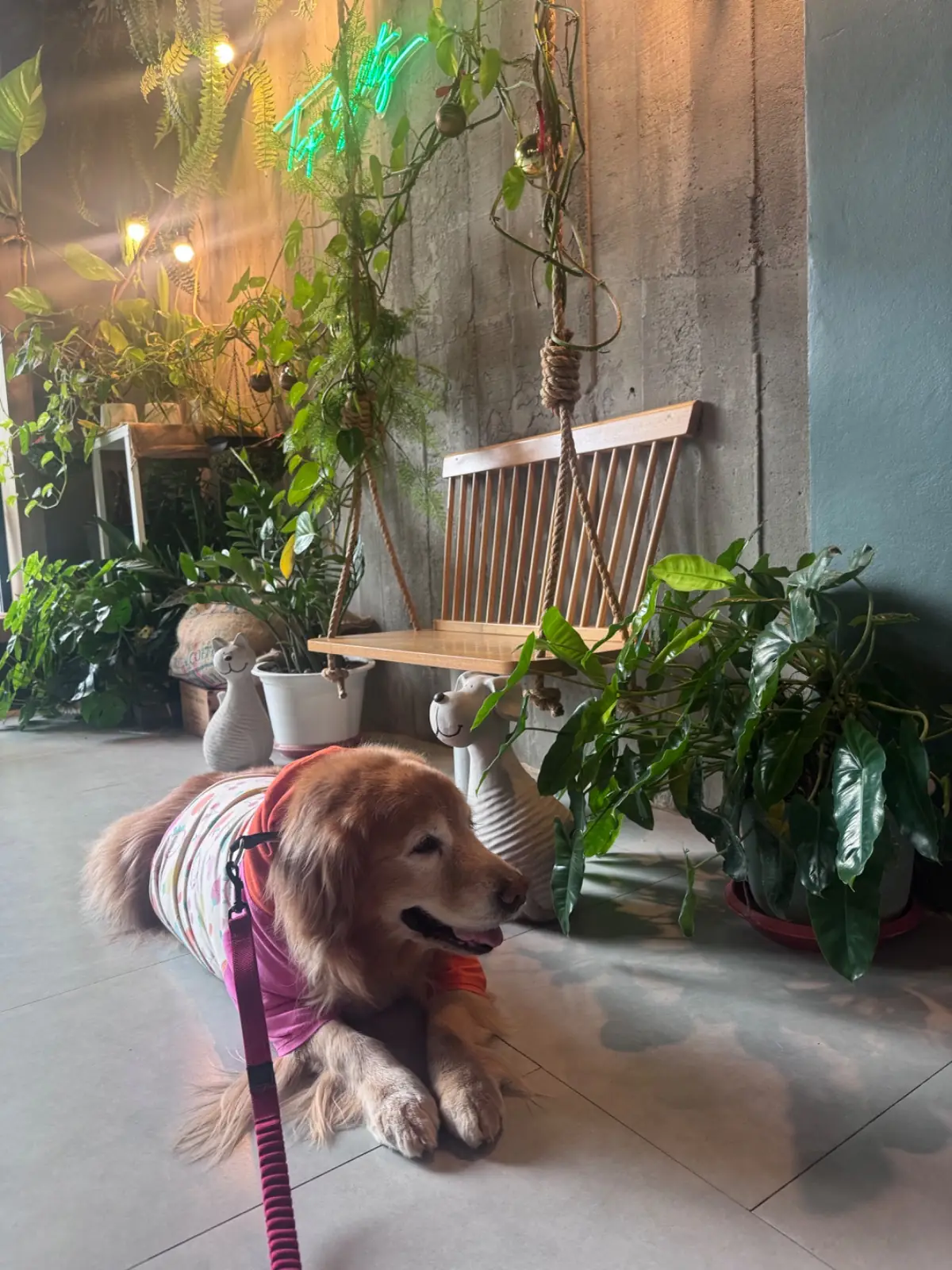 Toplofty Cafe pets image 7