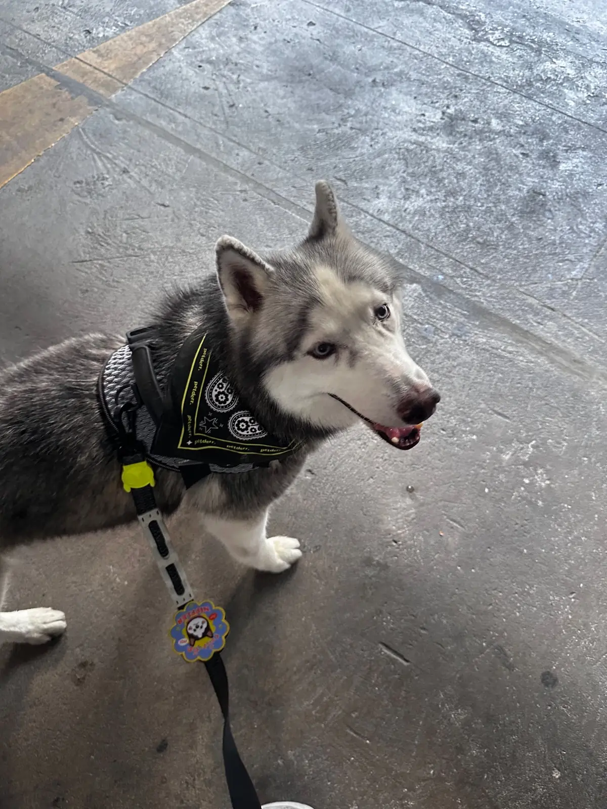 DOBY HOPE pets image 1