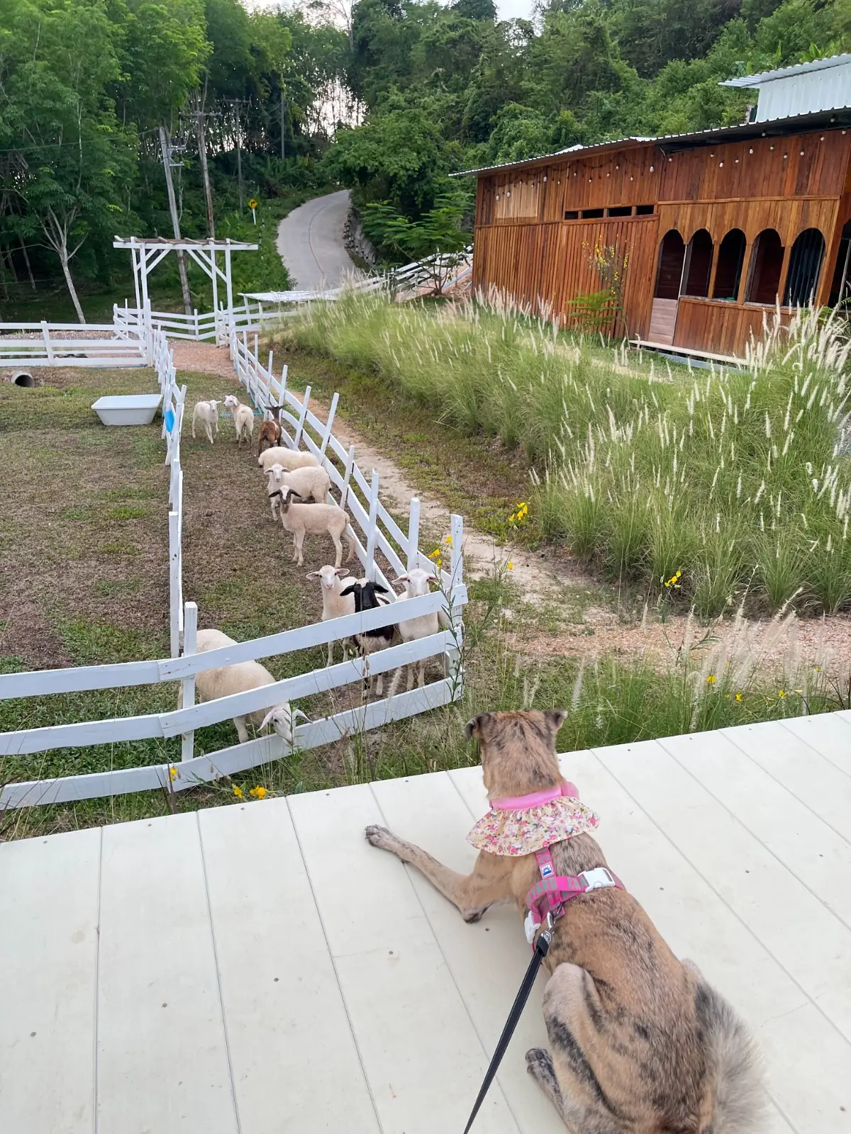 ควนตาเริญ เขาศูนย์ pets image 4