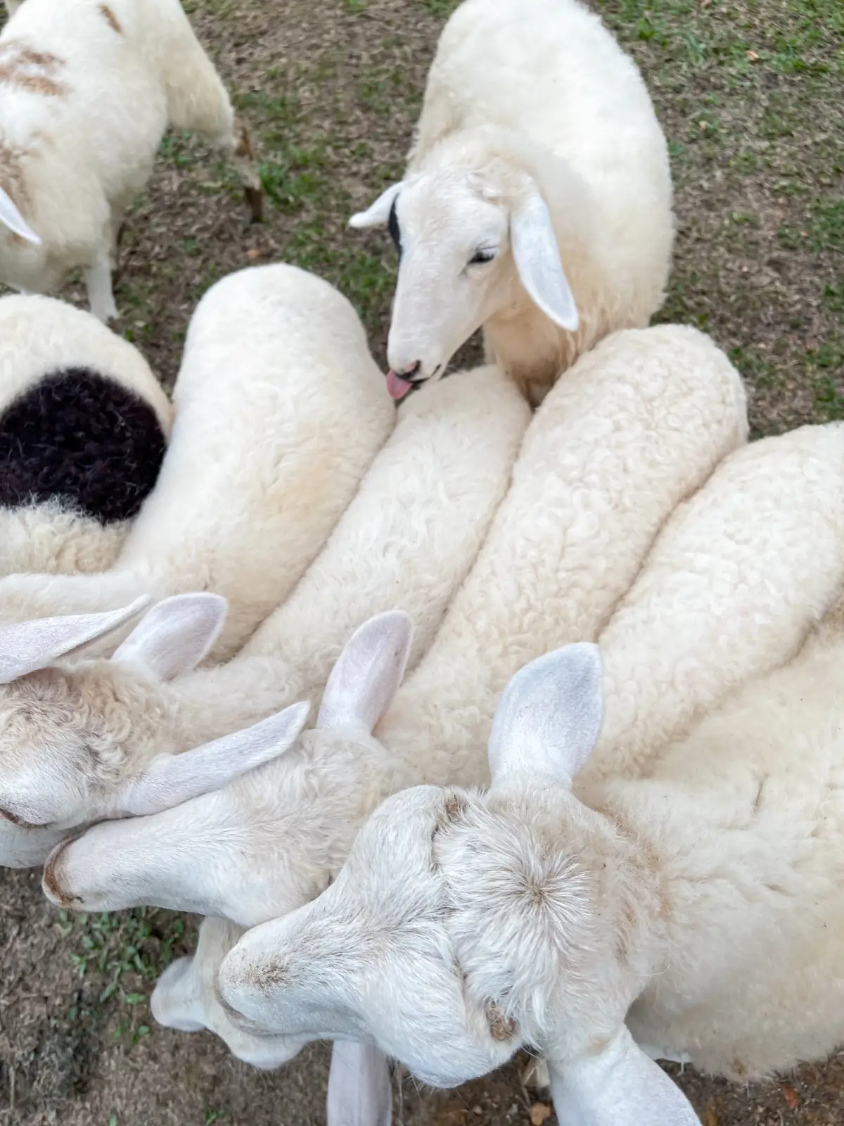 ควนตาเริญ เขาศูนย์ pets image 2