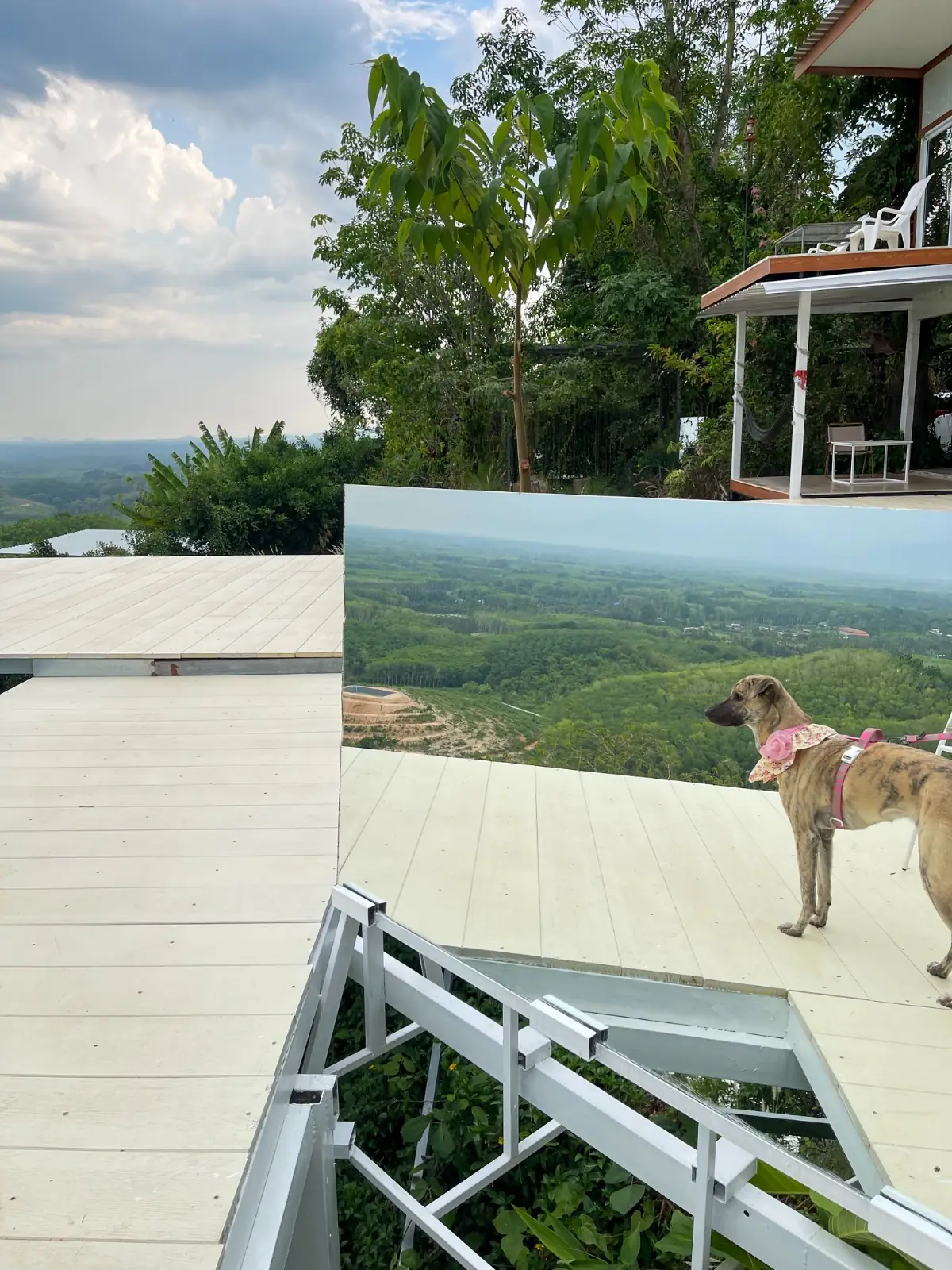 ควนตาเริญ เขาศูนย์ pets image 1