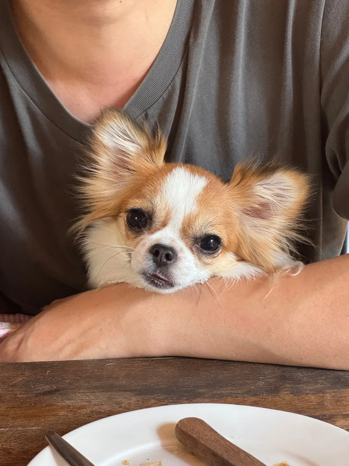 Bagel Shop - Yen Akat pets image 2