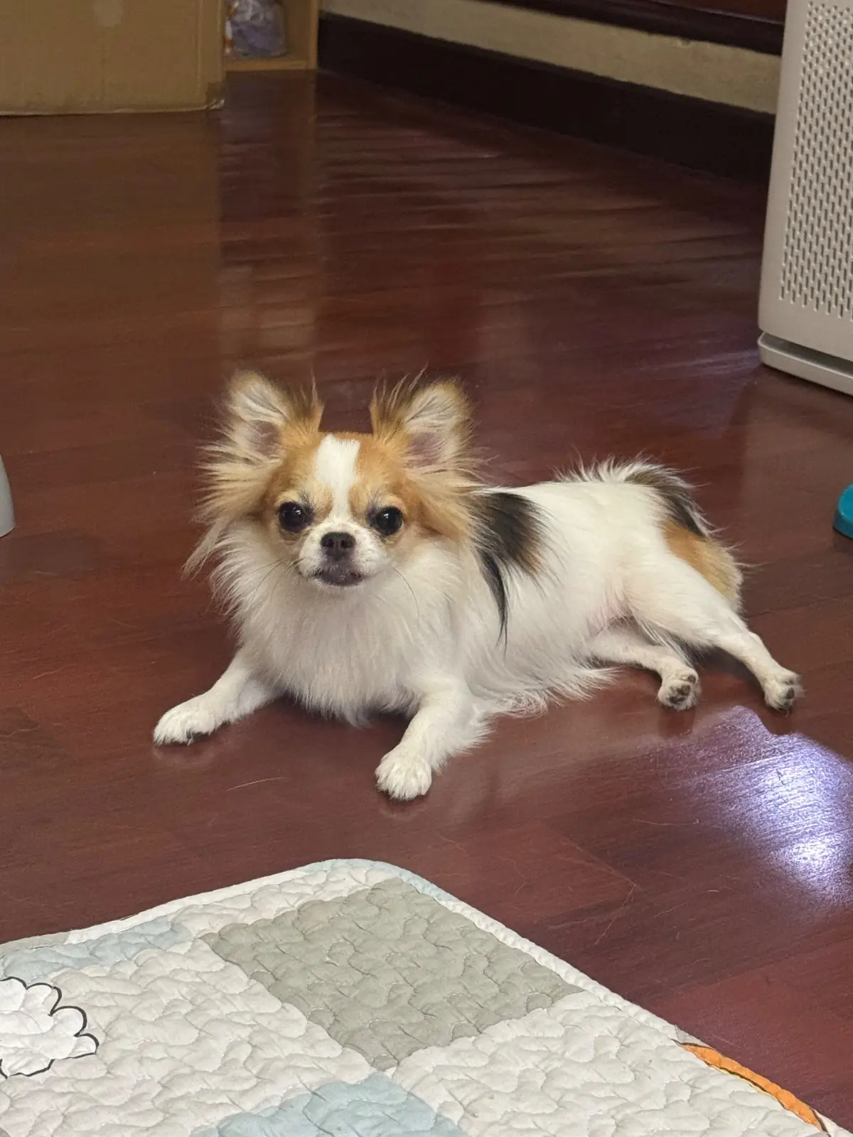 Bagel Shop - Yen Akat pets image 1