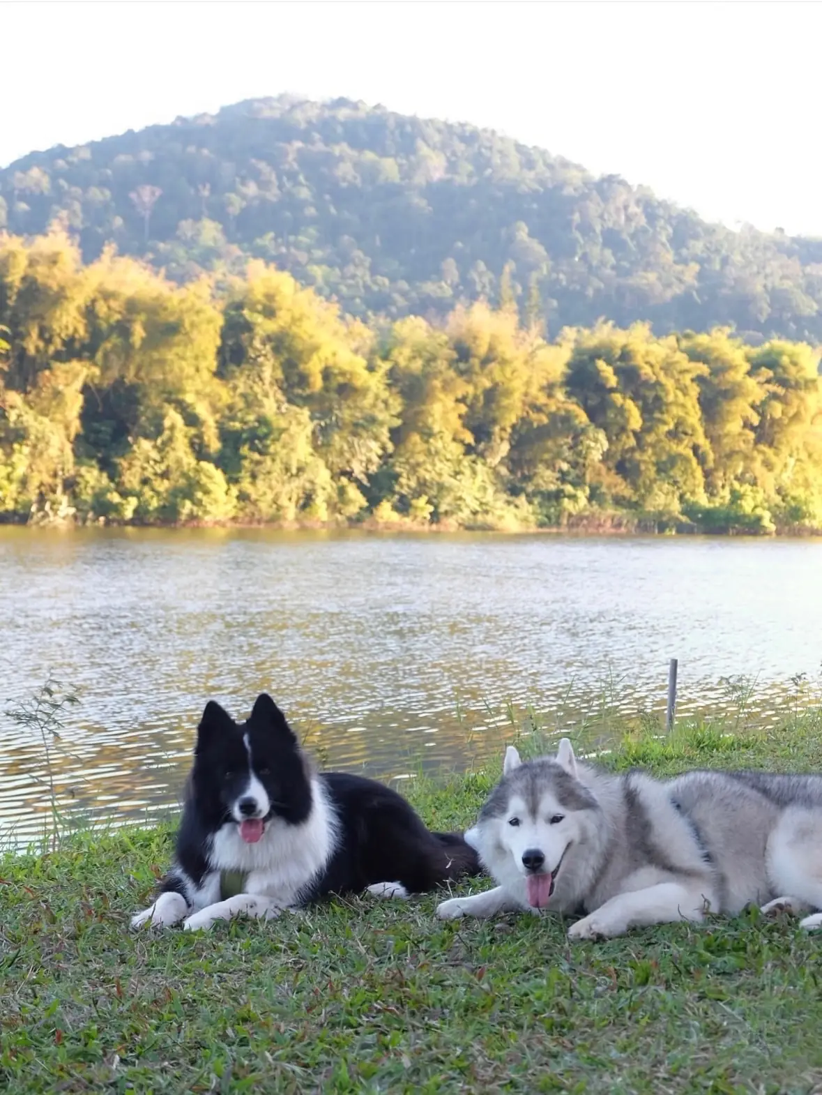 Bamboo Lakeside pets image 1