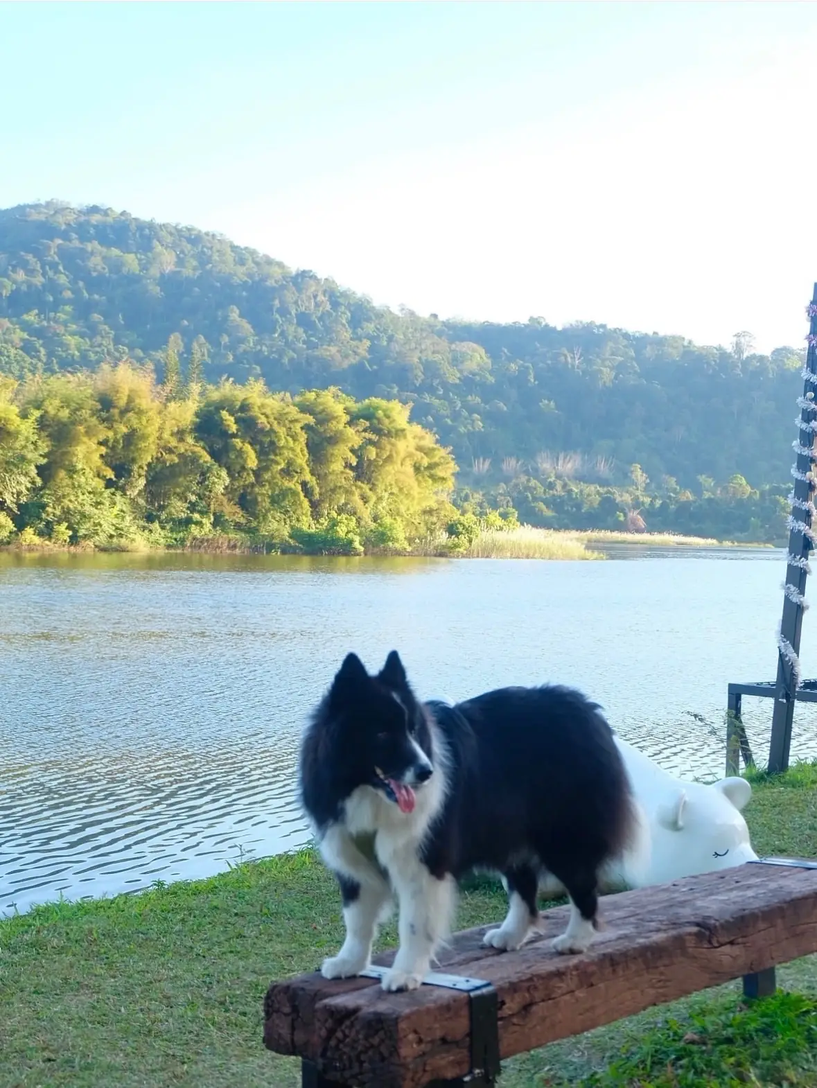 Bamboo Lakeside pets image 2