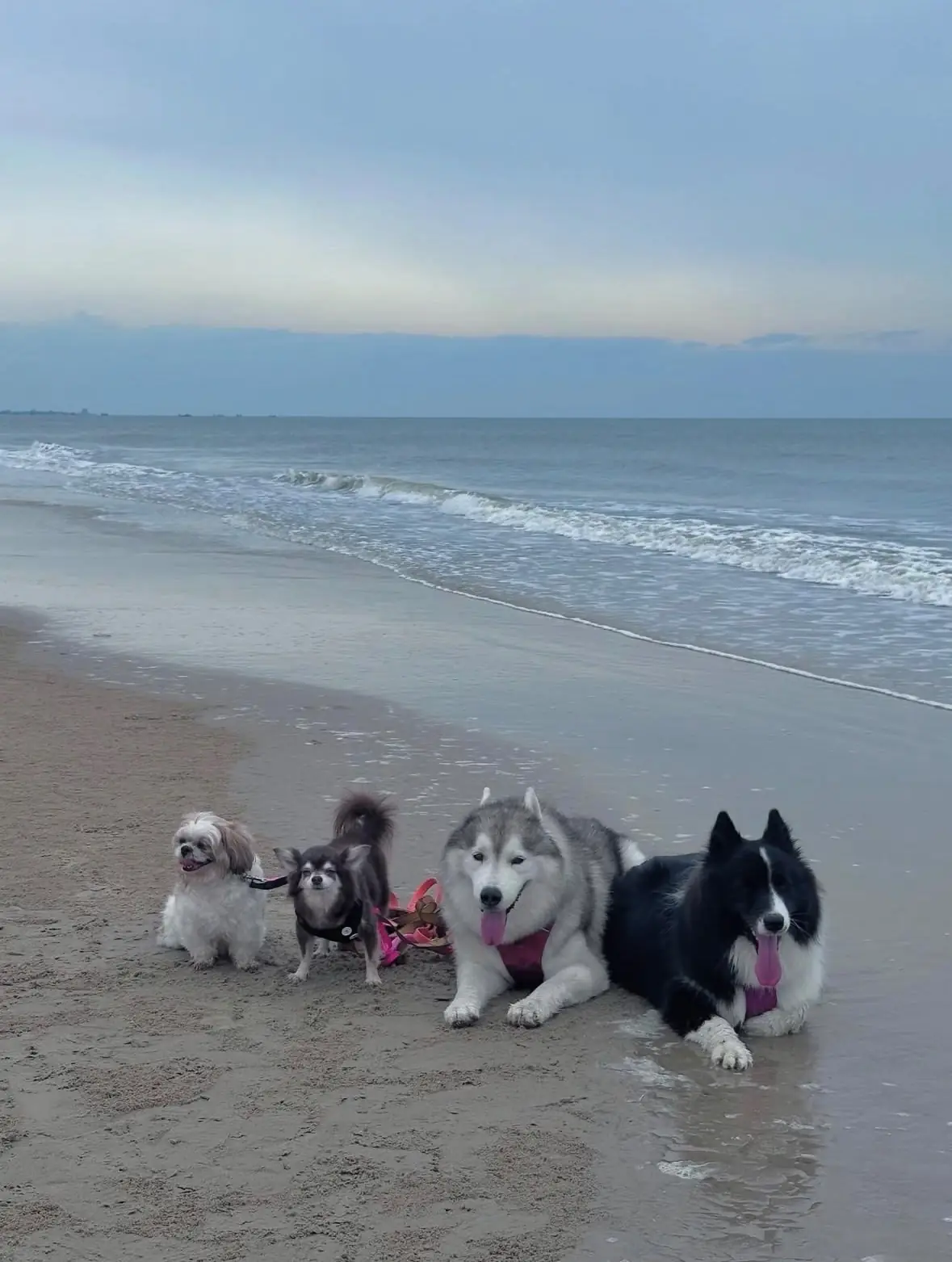 ห้องพักหาดแก้ว pets image 1
