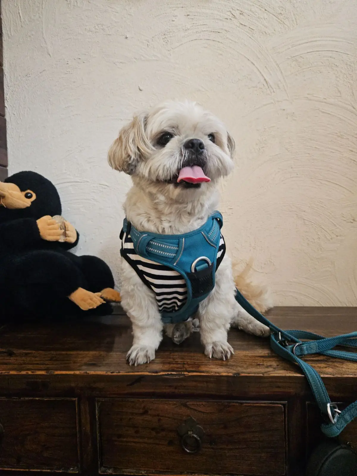 Anatta Coffee and Undefined Space pets image 2