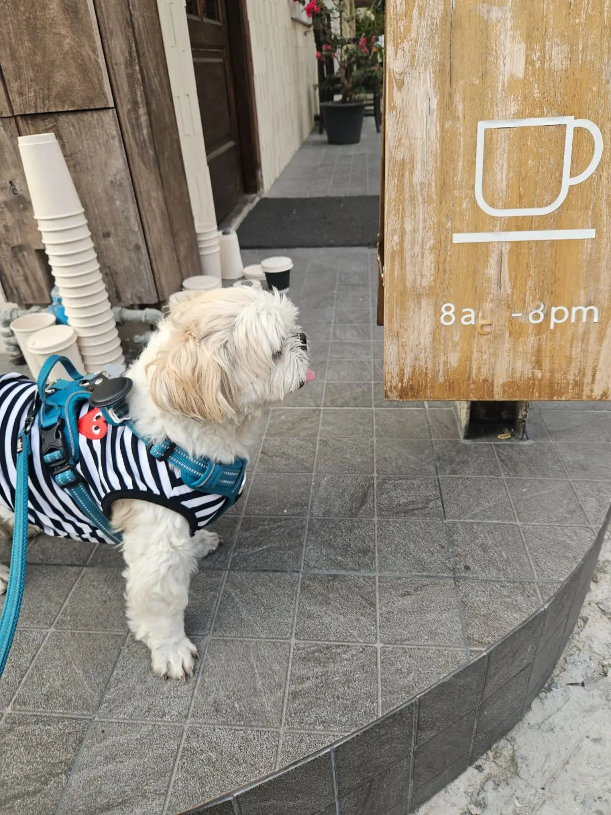 Anatta Coffee and Undefined Space pets image 1