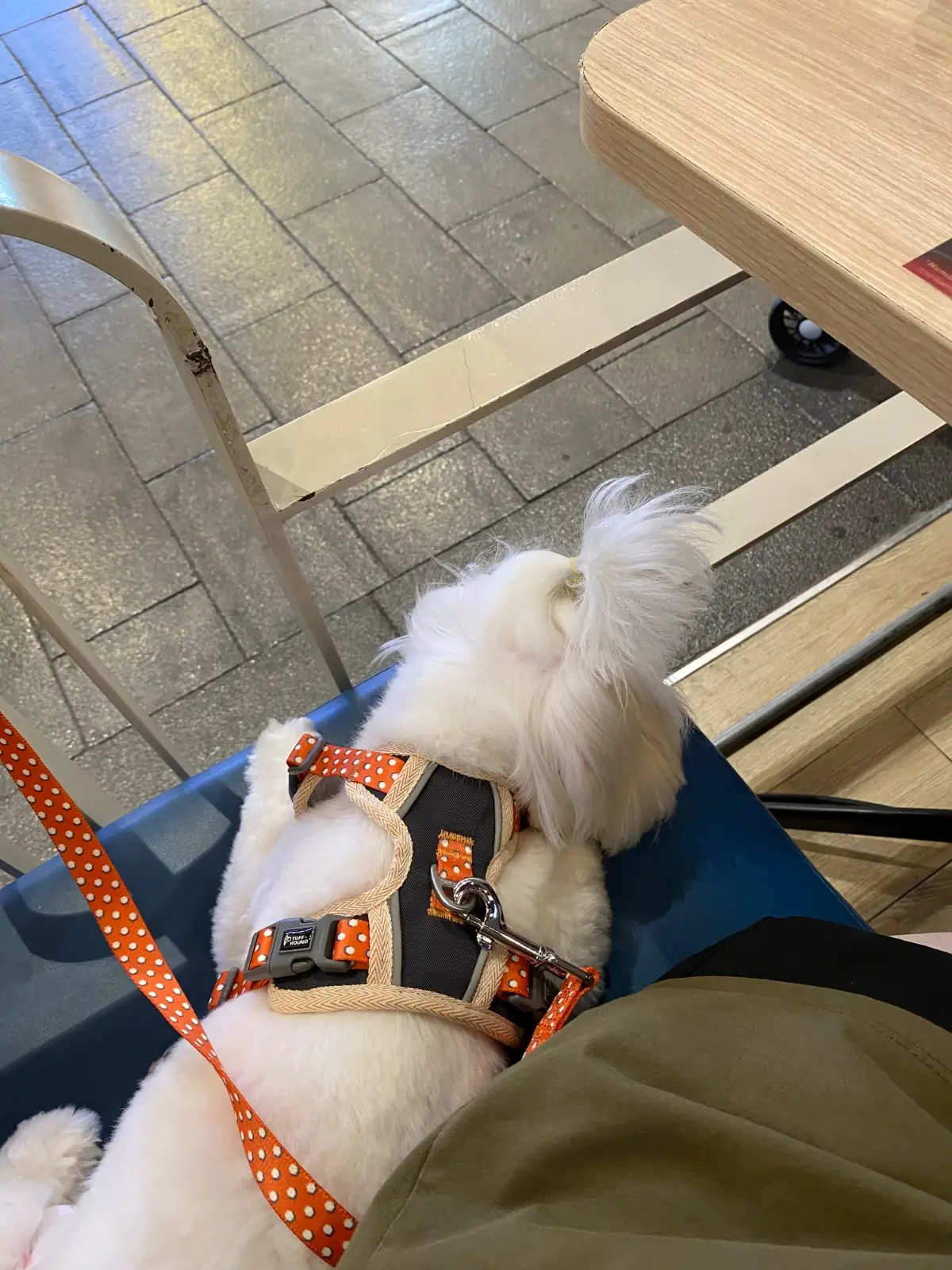 Bonchon - Central Westville pets image 2