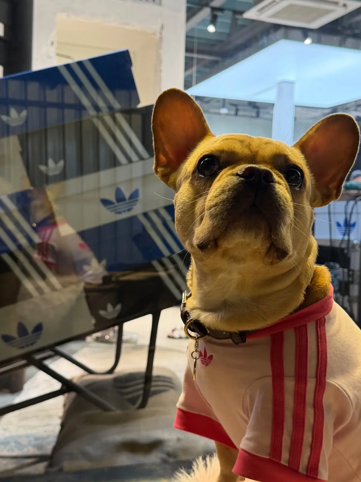 % Arabica Bangkok - adidas Originals Store Song Wat pets image 3