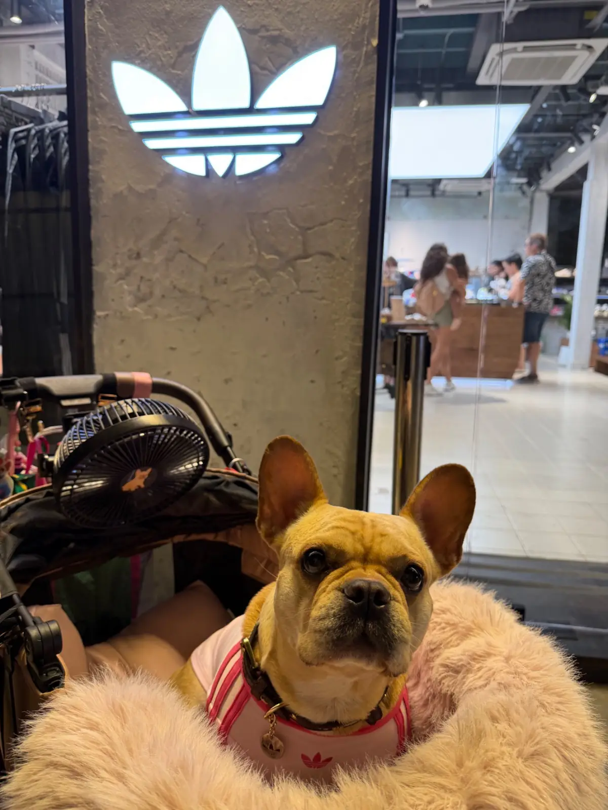 % Arabica Bangkok - adidas Originals Store Song Wat pets image 1