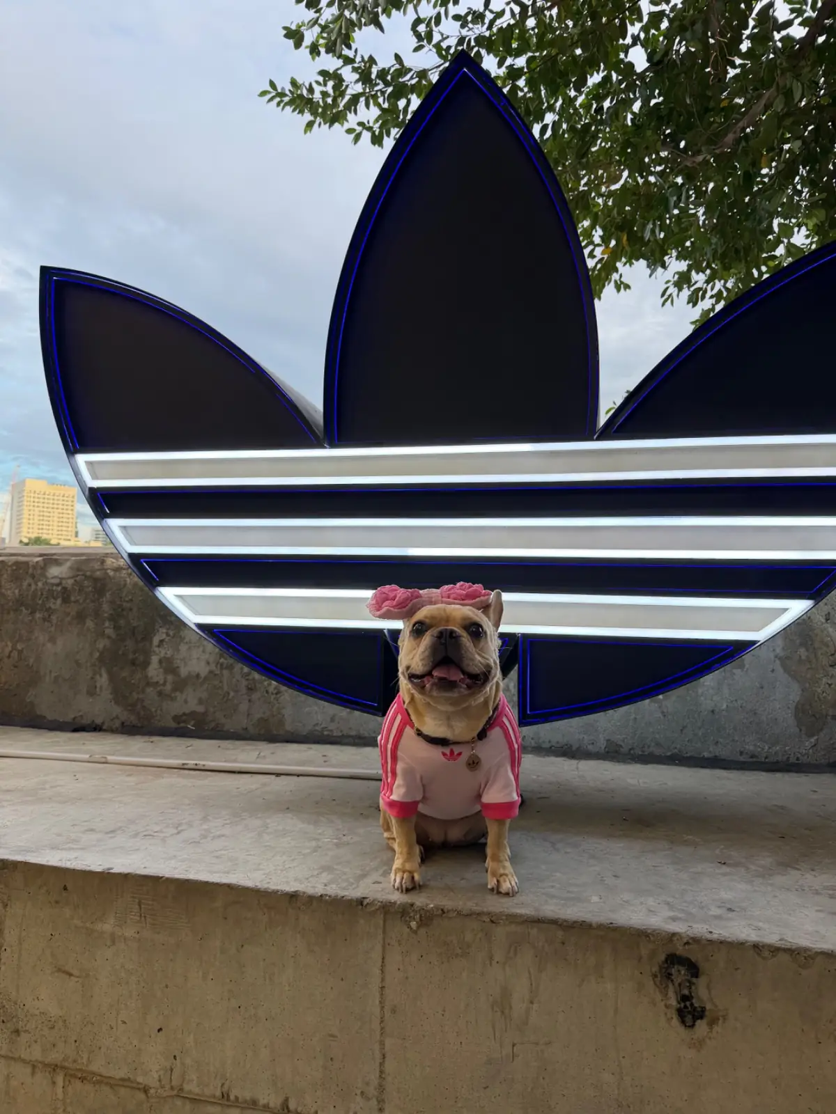 % Arabica Bangkok - adidas Originals Store Song Wat pets image 6