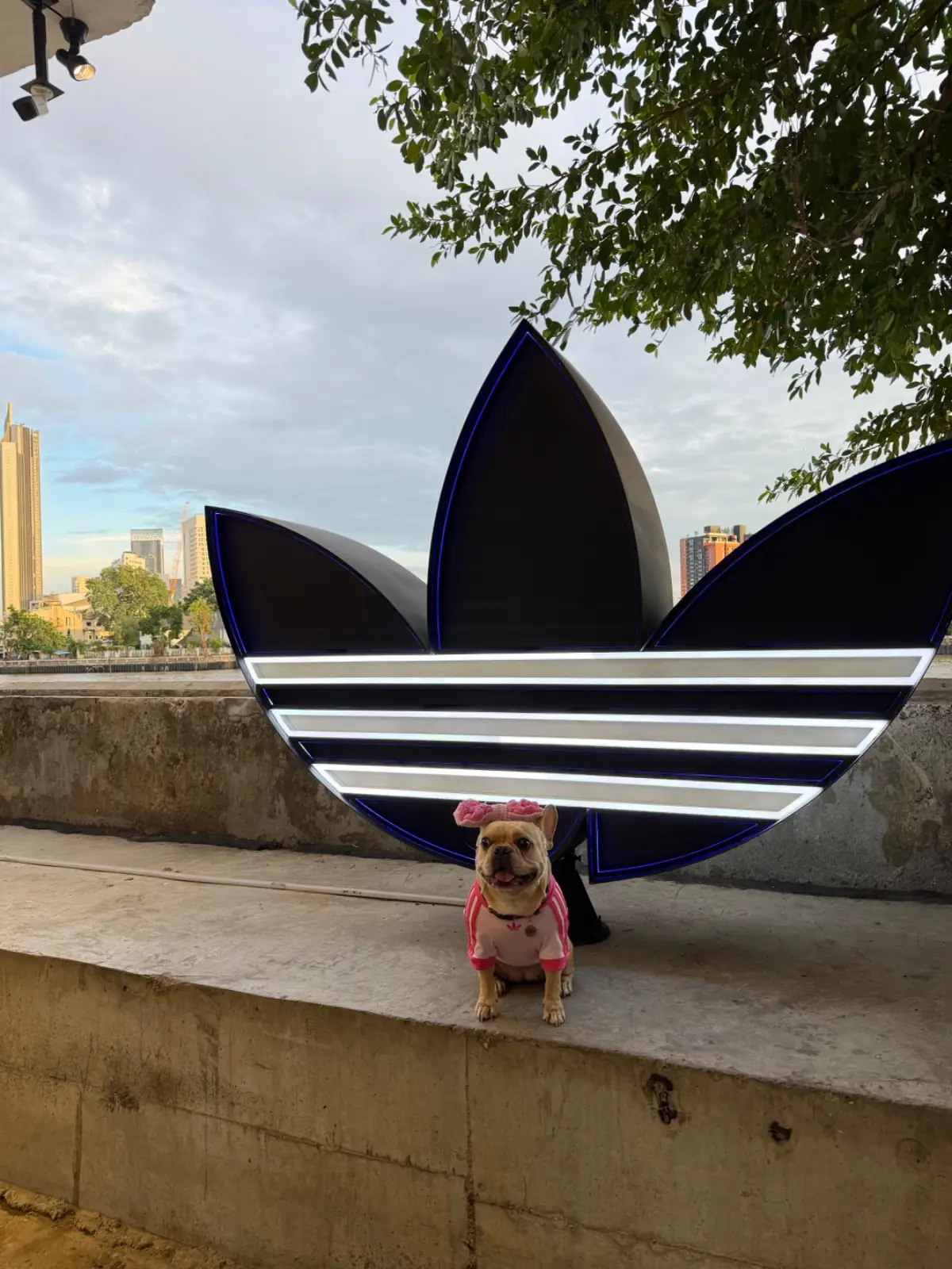 % Arabica Bangkok - adidas Originals Store Song Wat pets image 4