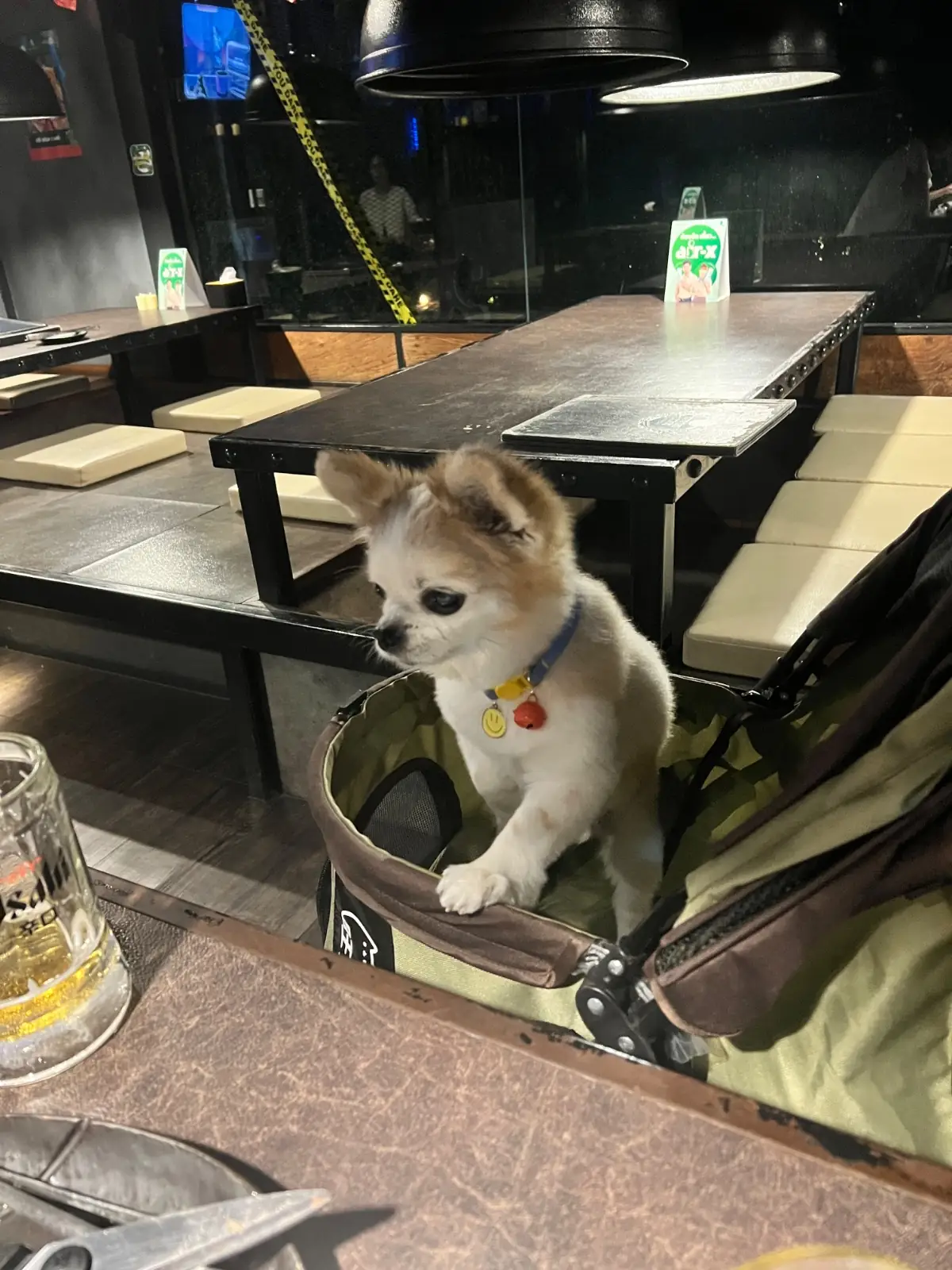 Tokyo XXX Premium Ari pets image 1